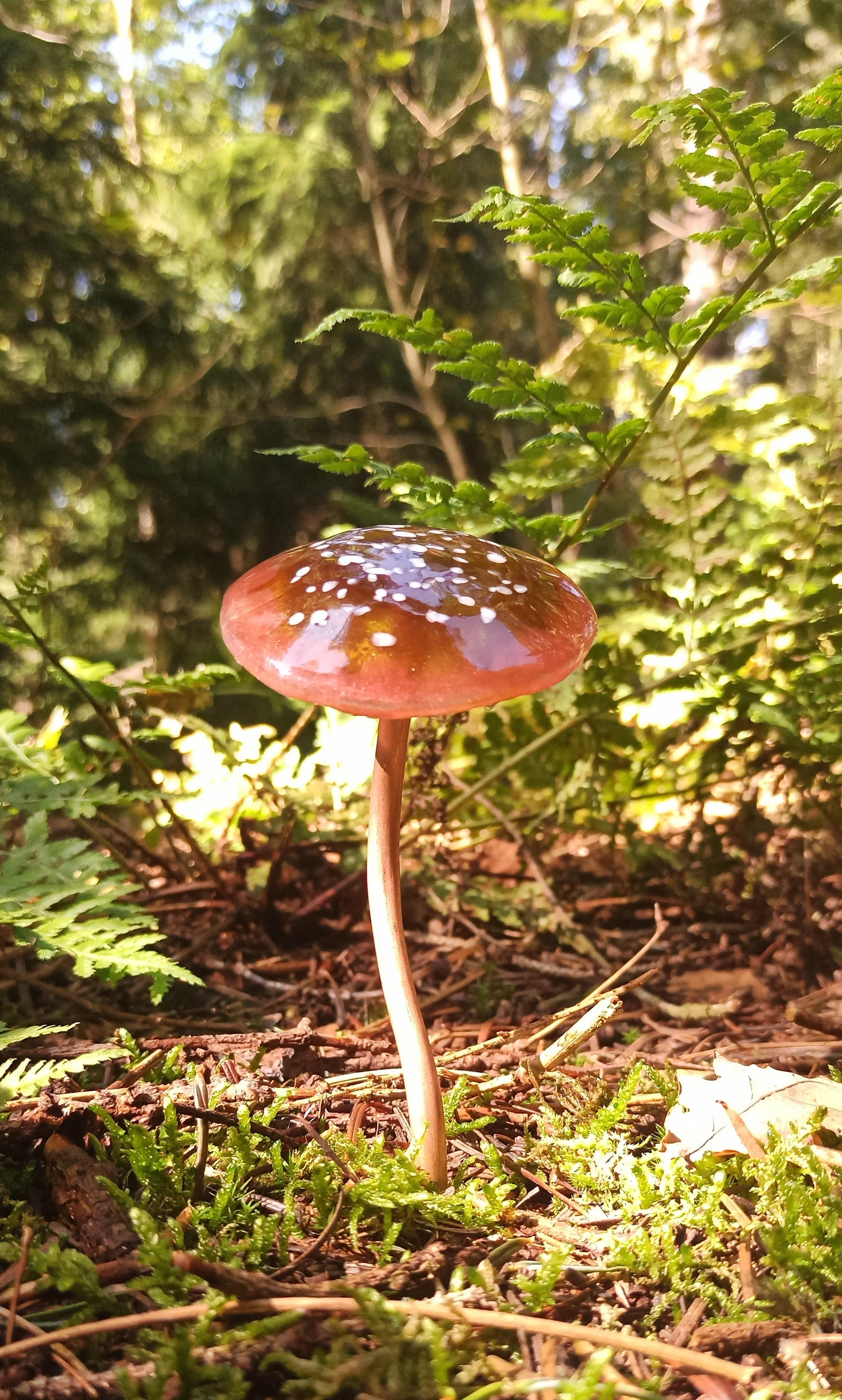 Een glazen paddenstoel met een glanzende, bruine hoed met witte vlekken, groeiend tussen groene planten en bladeren in een bos. Glas, glas fusen, geschikt voor tuin.