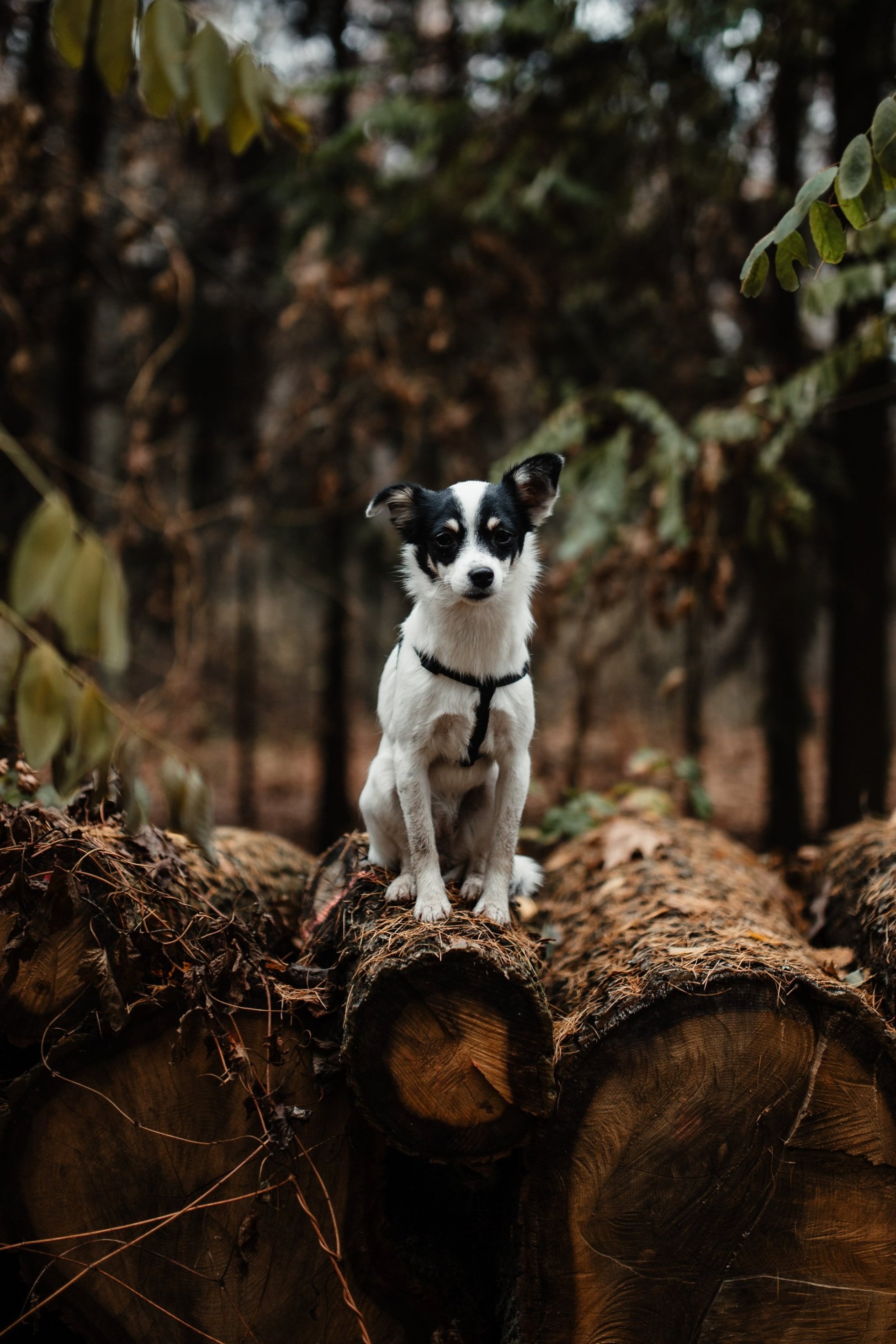 Dog behaviour assessment in East Yorkshire