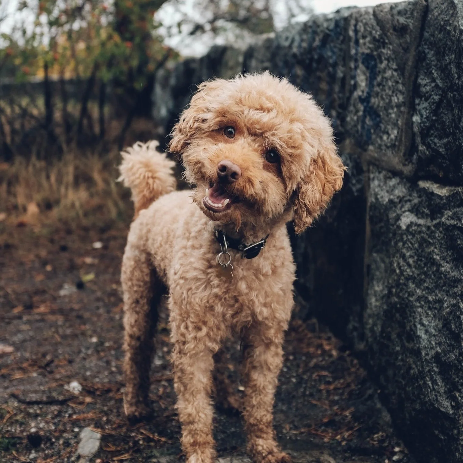 What is Your Dog Trying To Tell You?