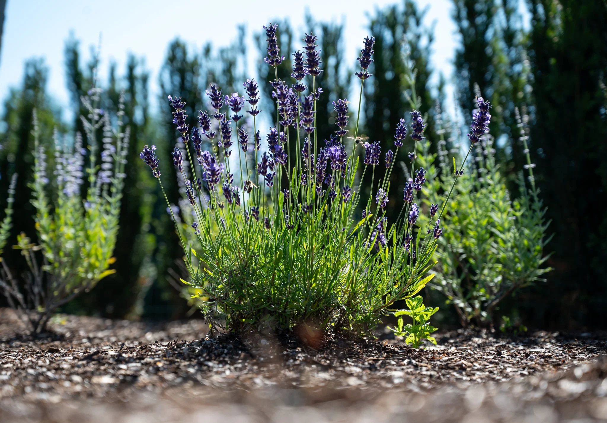 Bunte Lavendelblumen wachsen in einem Garten bei Sonnenlicht auf erdbedecktem Boden, im Hintergrund sind weitere Lavendelstauden sichtbar.