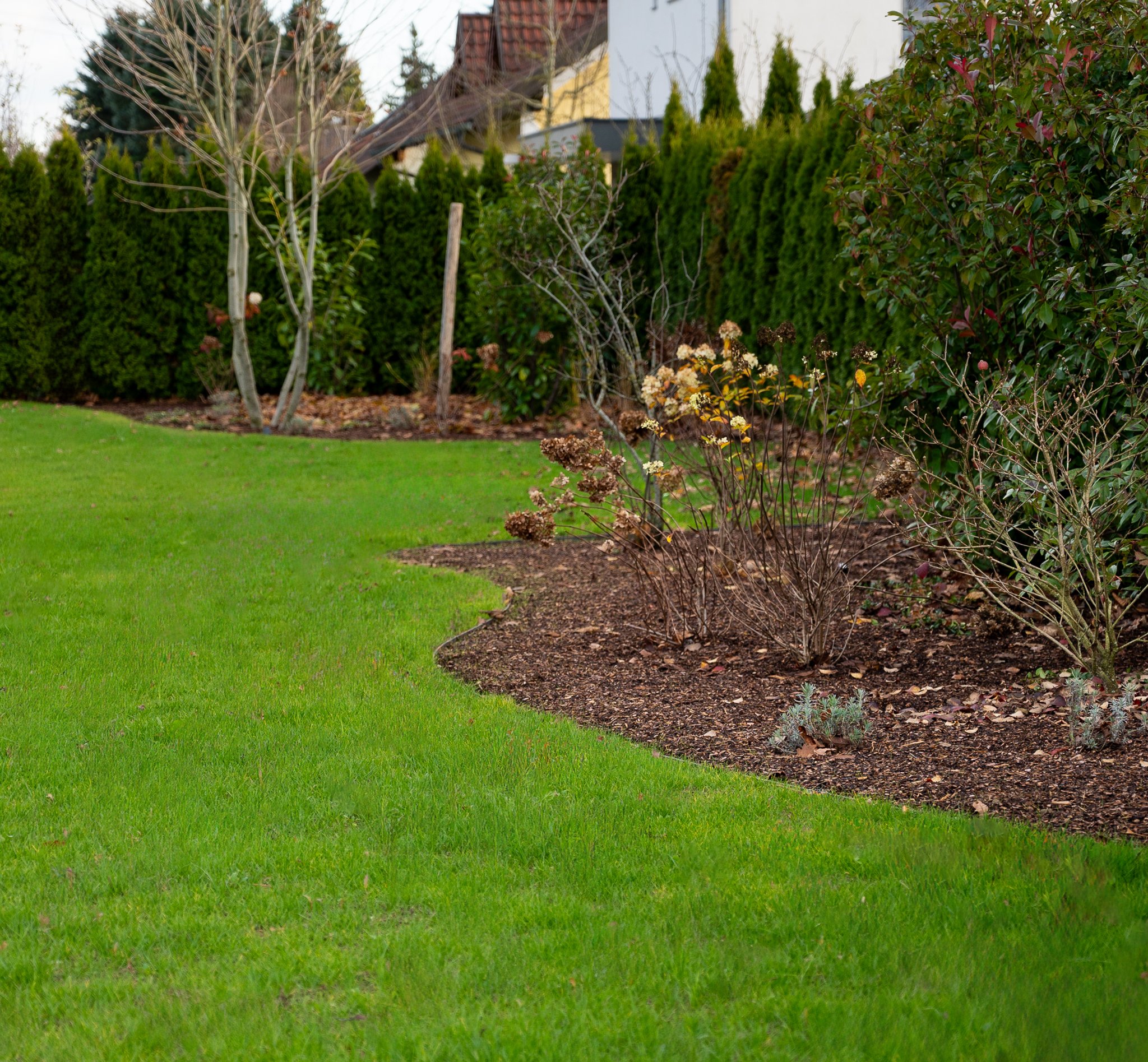 Ein gepflegter Garten mit grünem Rasen, Büschen und Bäumen, umgeben von Hecken. Es ist wahrscheinlich Herbst, da einige Pflanzen verwelkt sind.