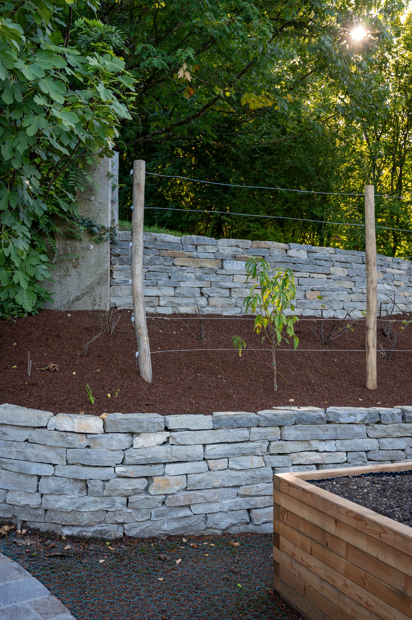 Garten mit aufgeschichteter Steinmauer, Pflanzen und einem jungen Baum, im Hintergrund Bäume und Sonnenschein.