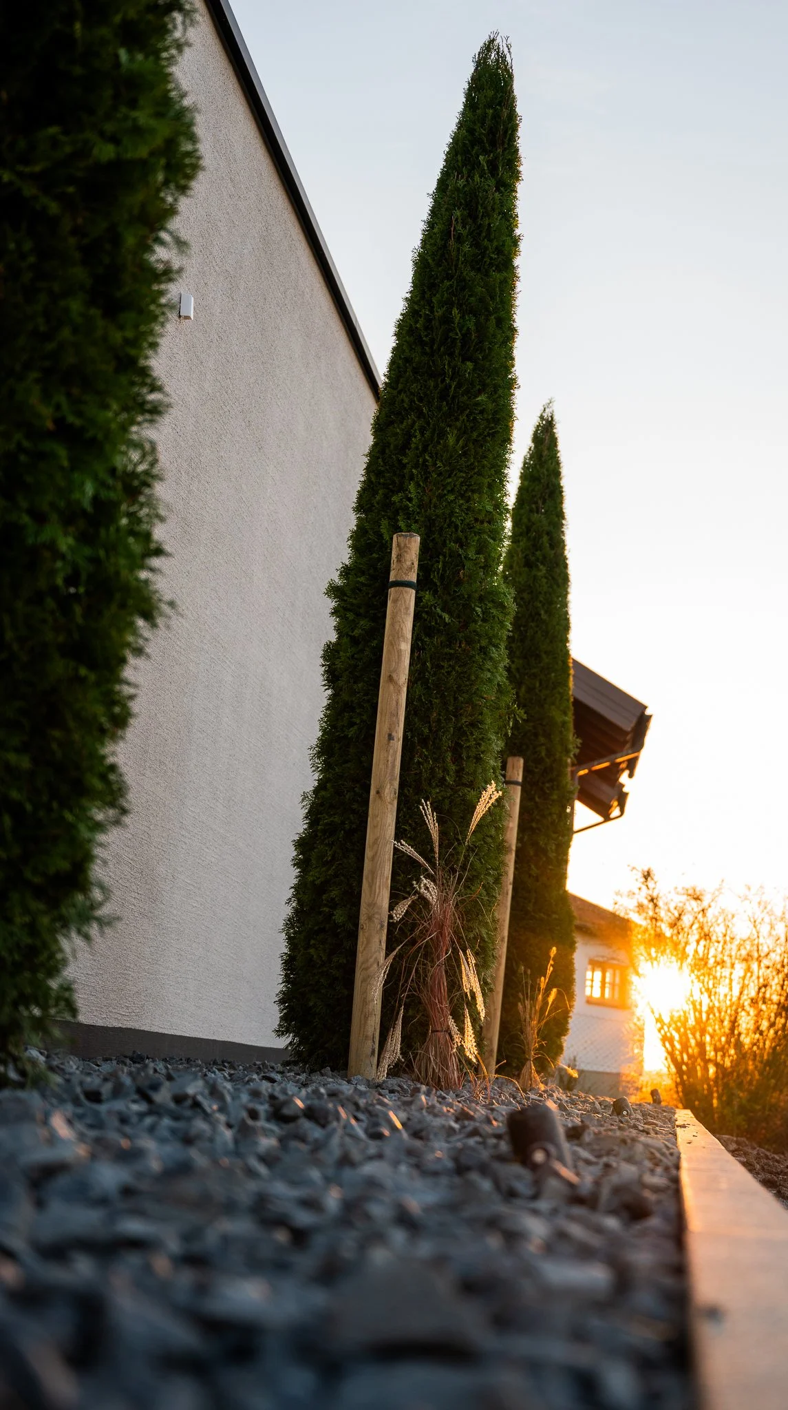 Aufnahme eines Gartens mit drei hohen Zypressen, die entlang einer weißen Hauswand wachsen, bei Sonnenuntergang, mit Steinen im Vordergrund.