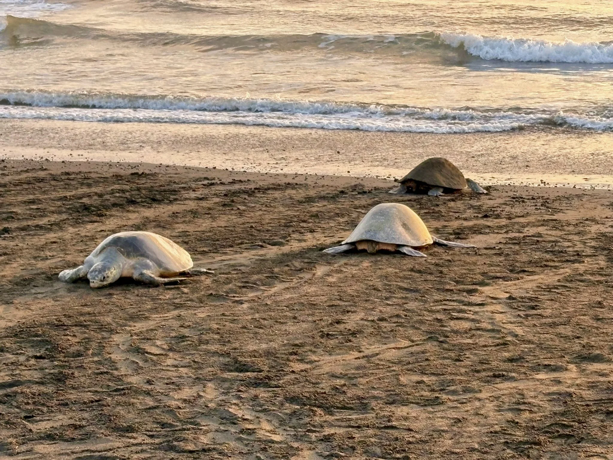 Four sea turtles resting on a sandy beach near the water’s edge at sunset.