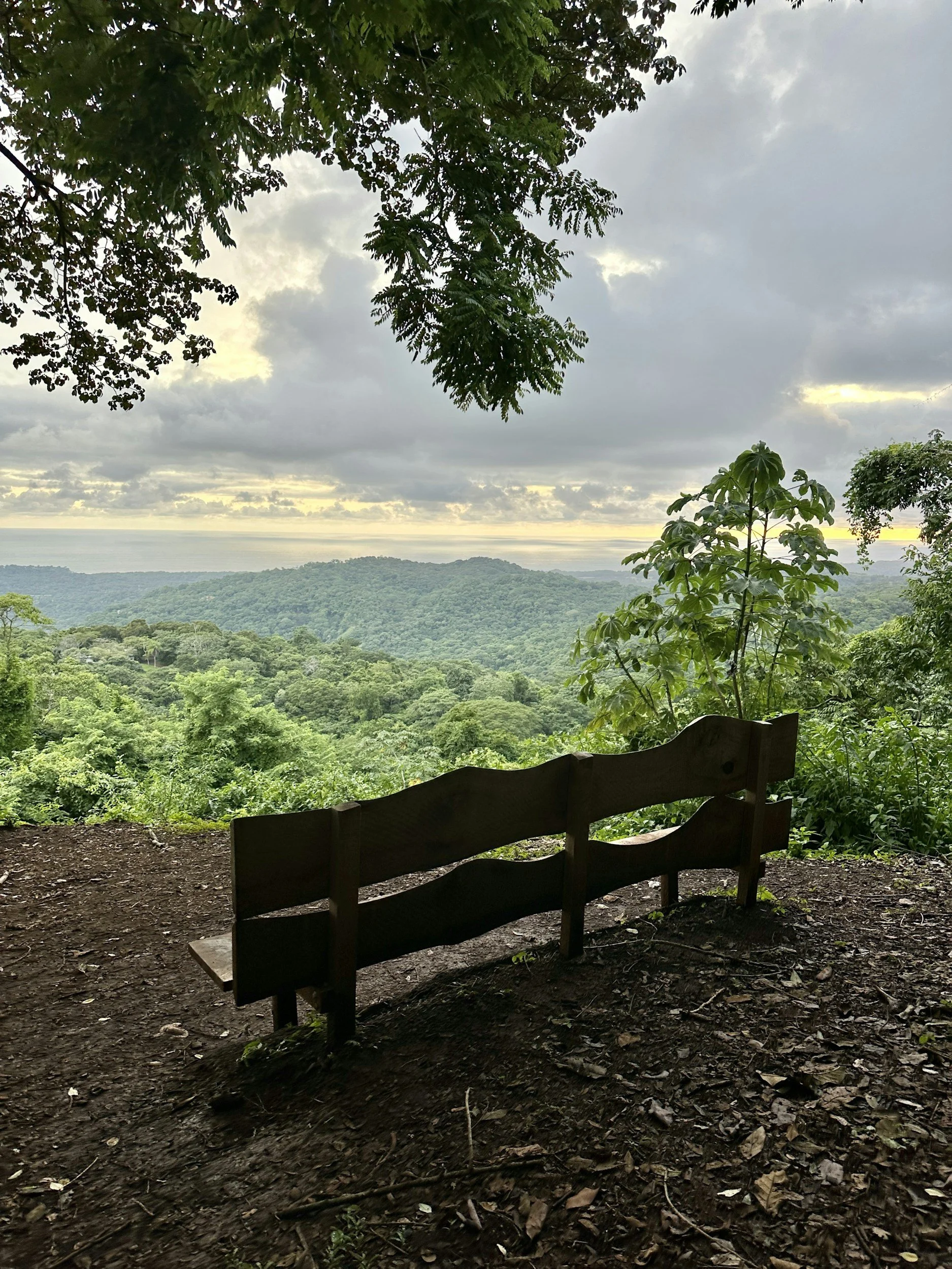 A wooden bench overlooks a lush green forest with rolling hills and an overcast sky with clouds.