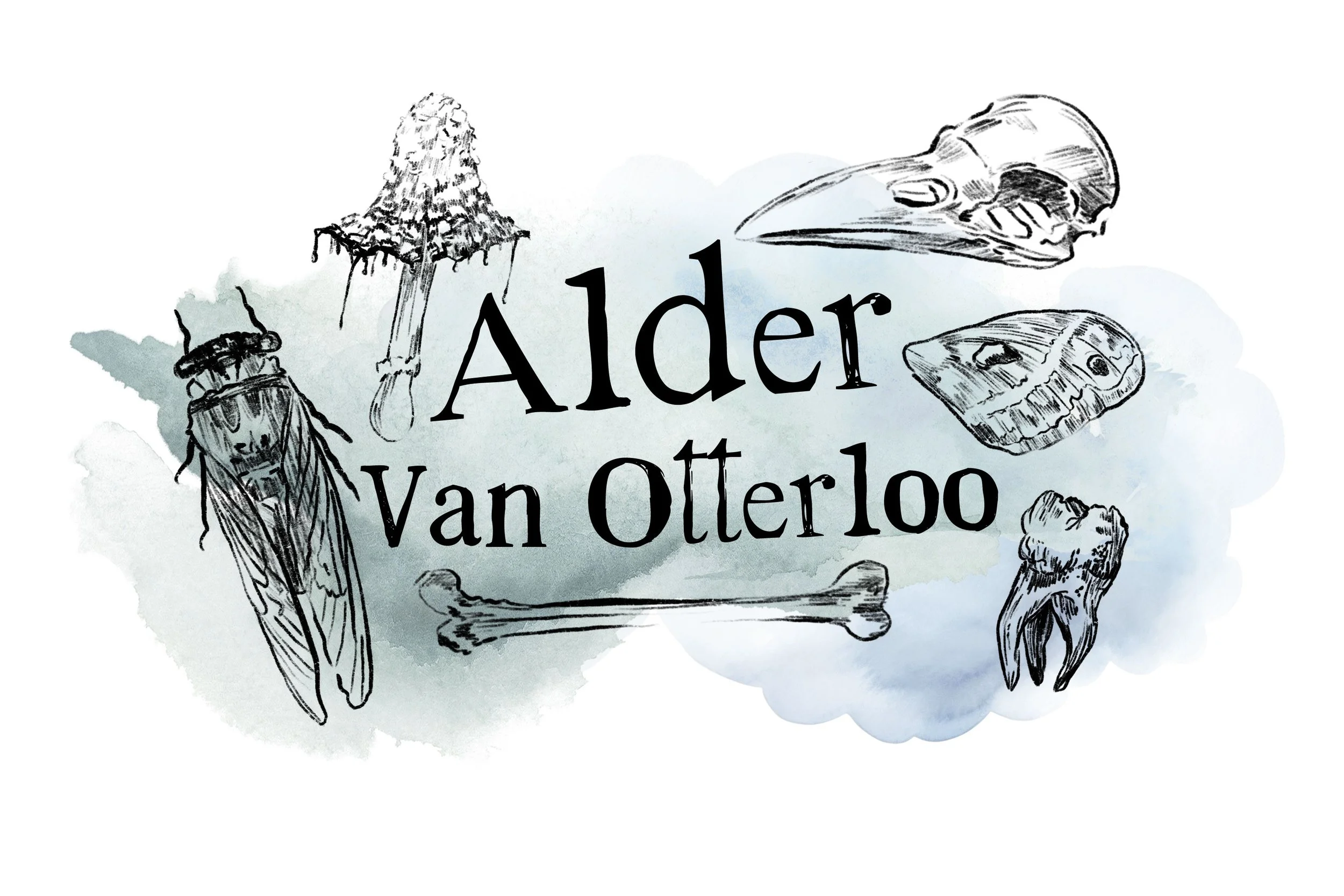 Alder_Logo Options.jpg