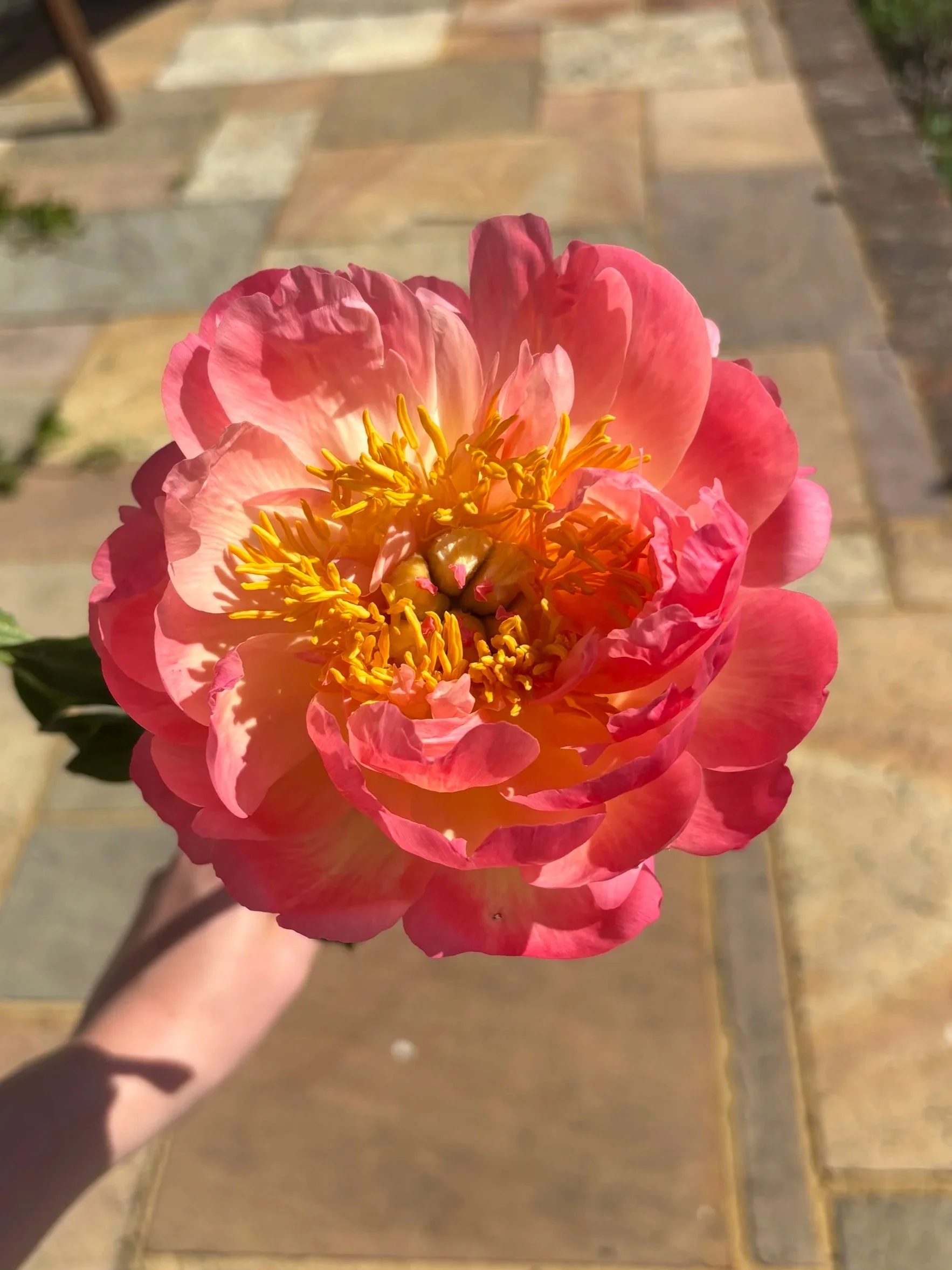 IMG_7581.jpg