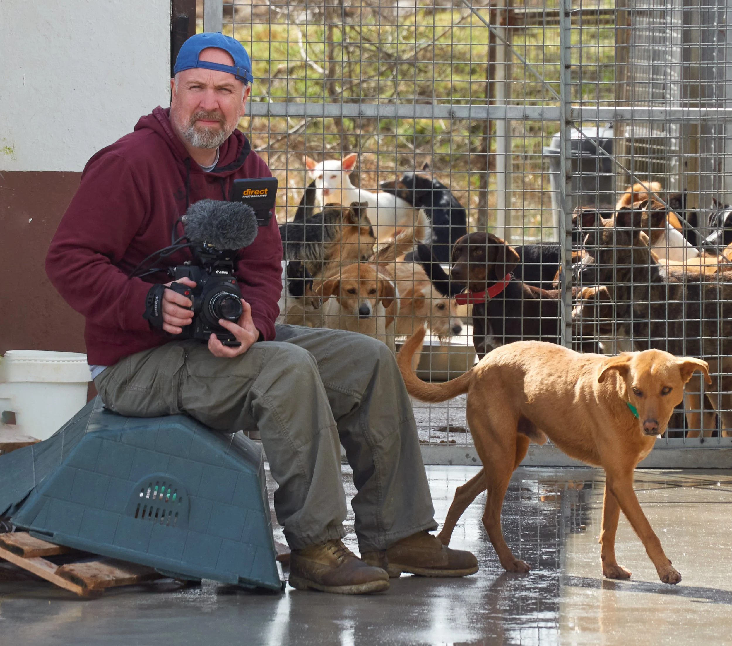 A man with a camera sitting on a plastic shelter in front of a cage full of various dogs and a white goat.