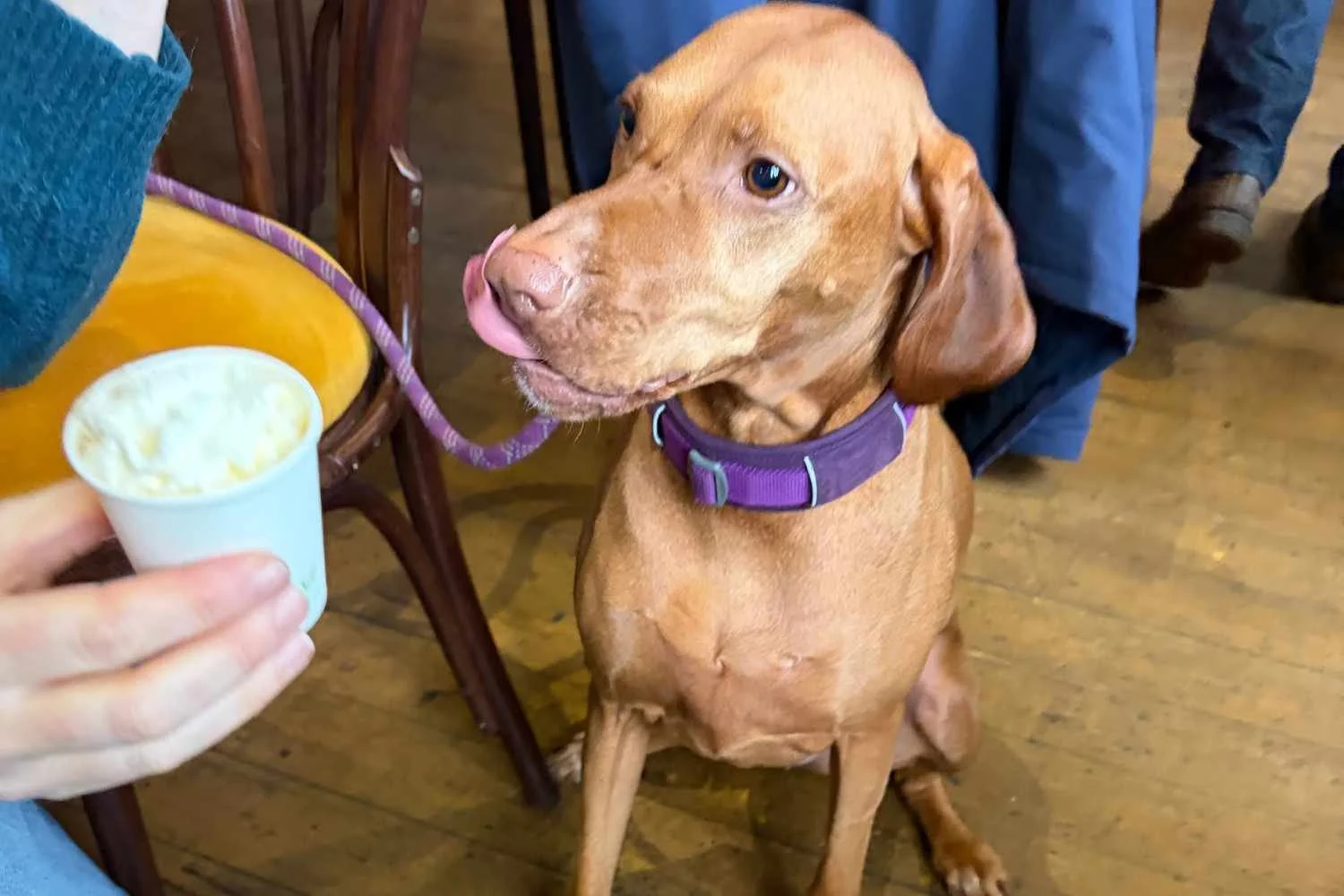 Dog eating puppicino at Coffee Block