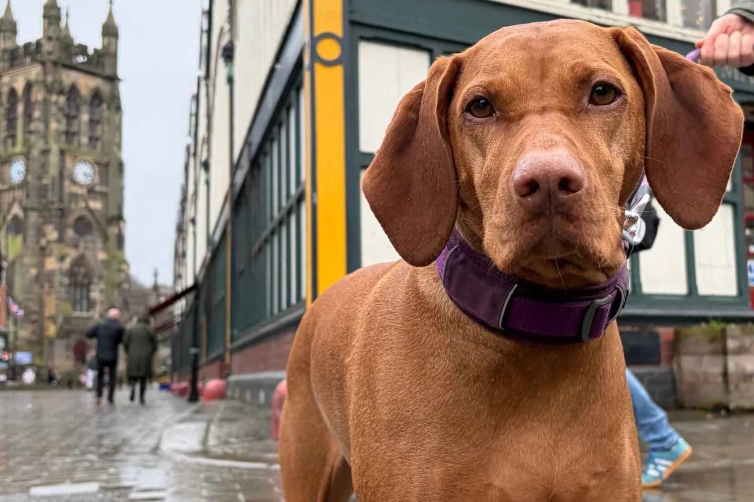 Dog’s Day Out in Stockport