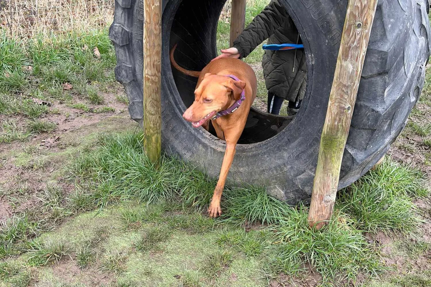Dog jumping through tyre at Goyt Hal Farm