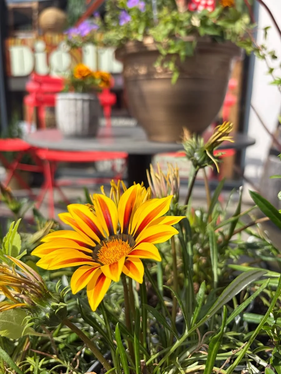 Flower outside the Digg Inn shopfront in Marple