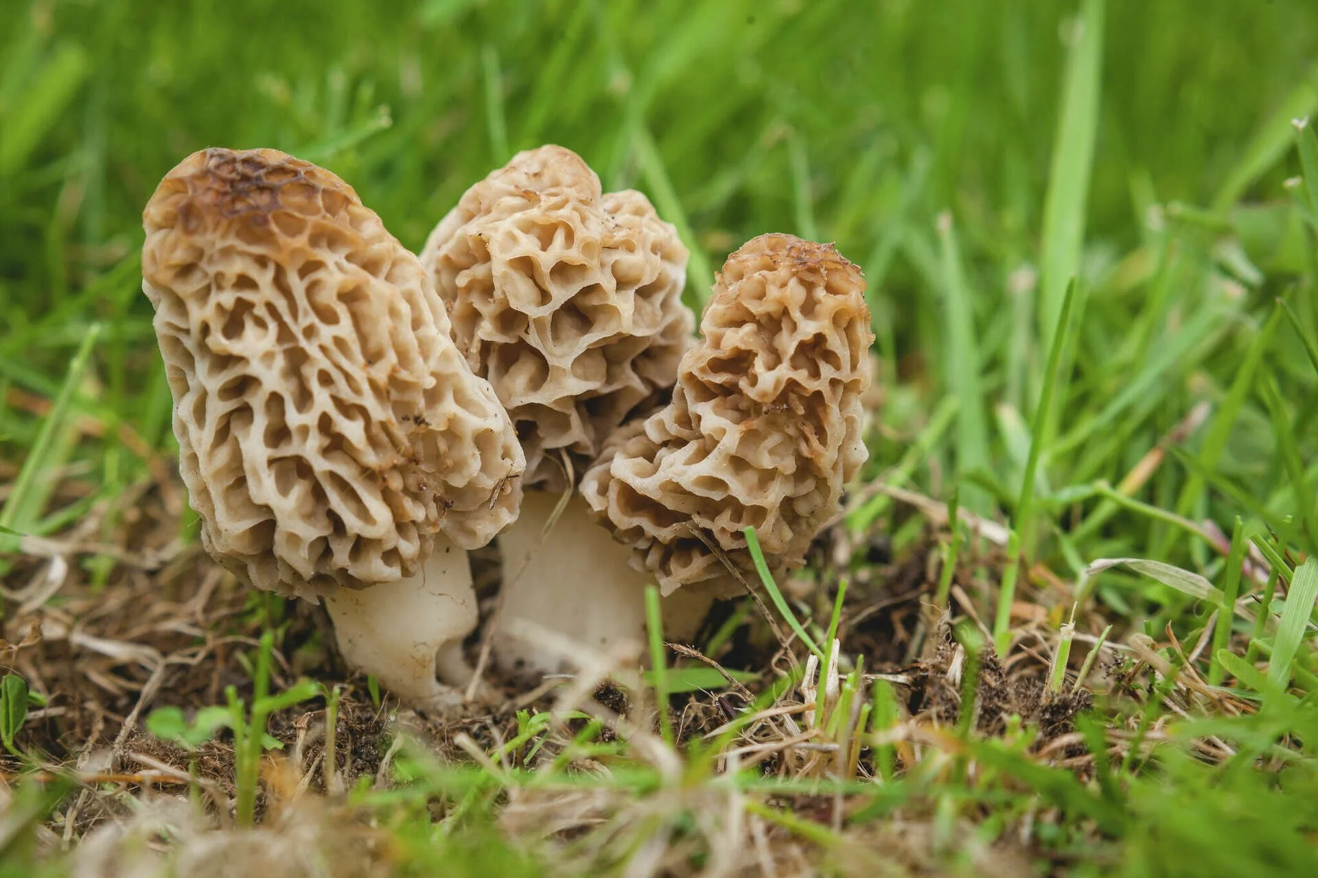 mushrooms in the grass.jpg