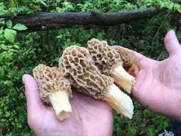 morel mushroom hunting.jpg