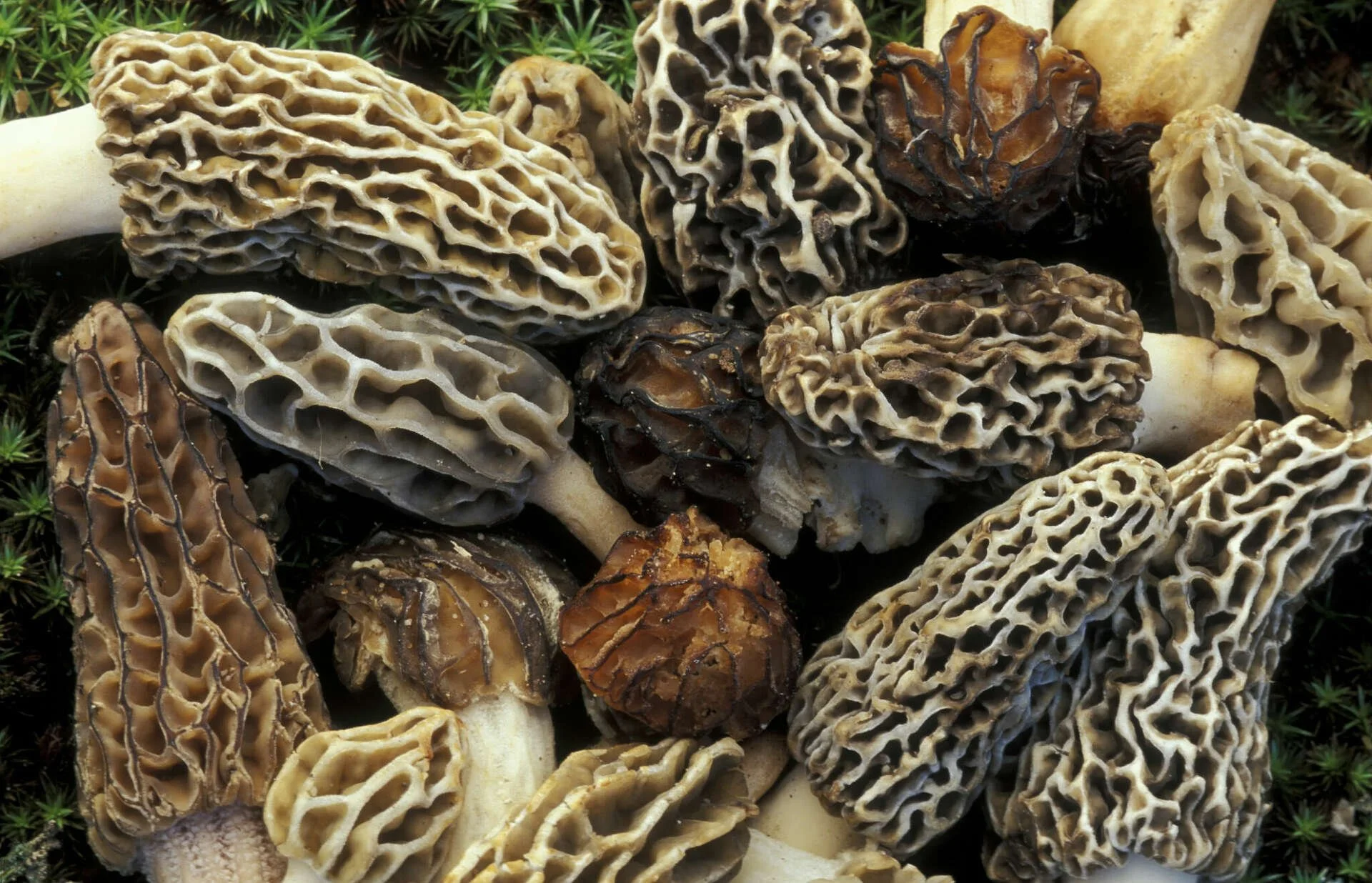 Fresh morel mushrooms foraged in Northern Michigan forest.jpg
