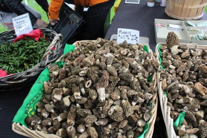 Things to Do in Northern Michigan This Weekend (Local's Guide)