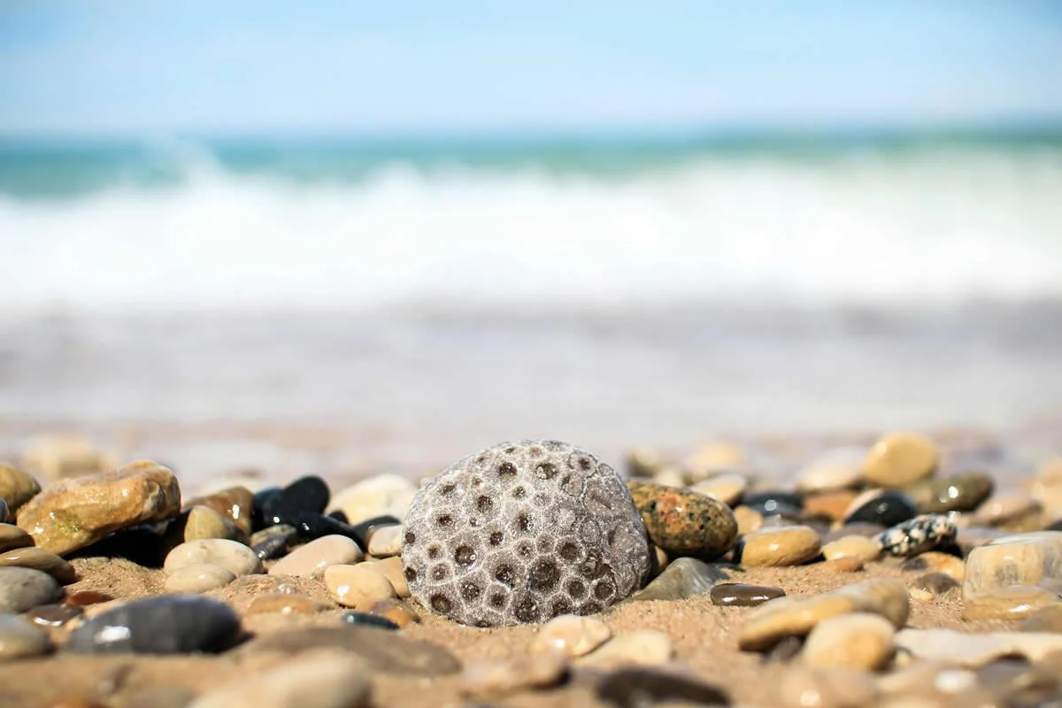 Petoskey Stone on Beach