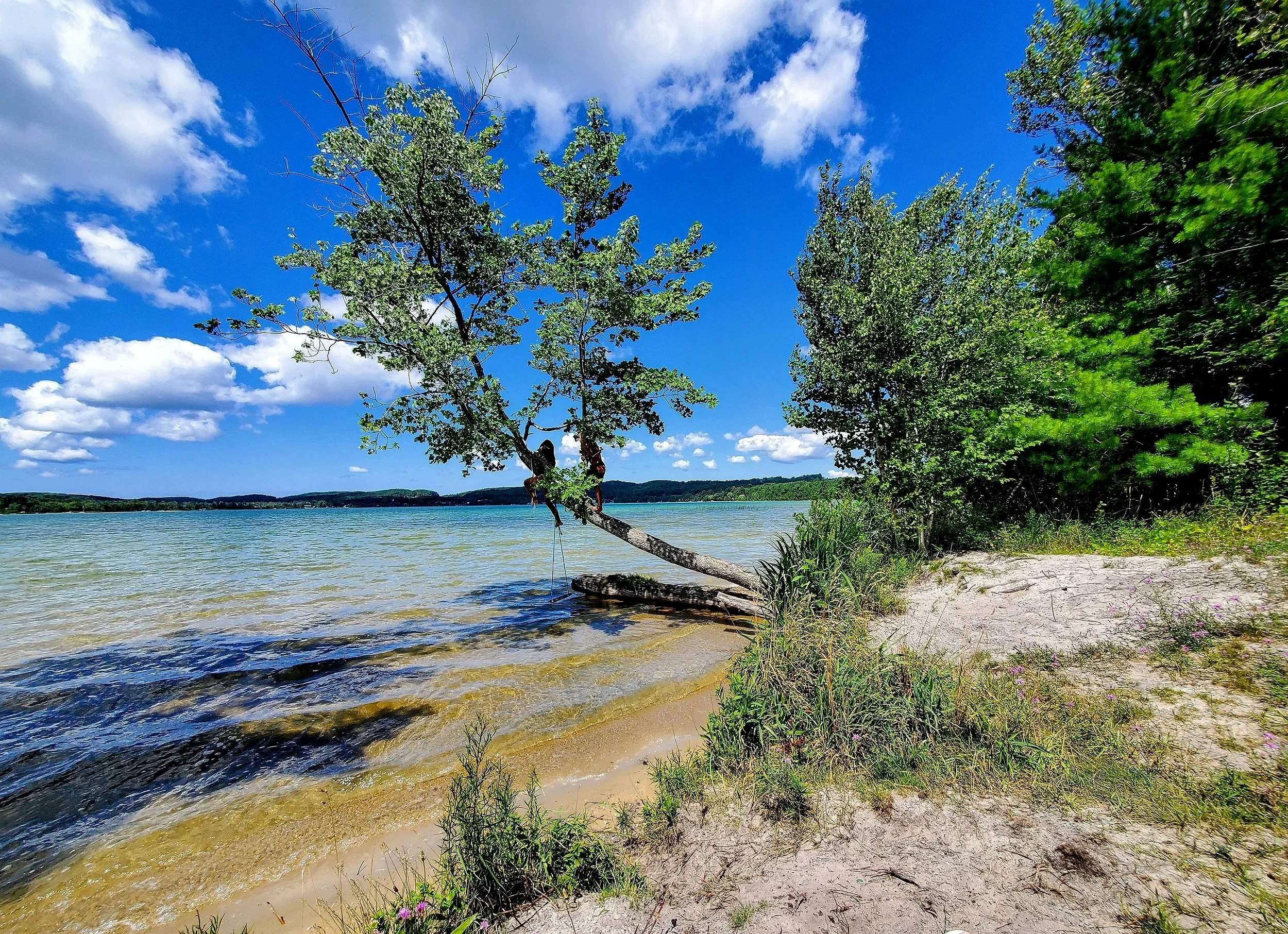 tree swing on a northern michigan lake