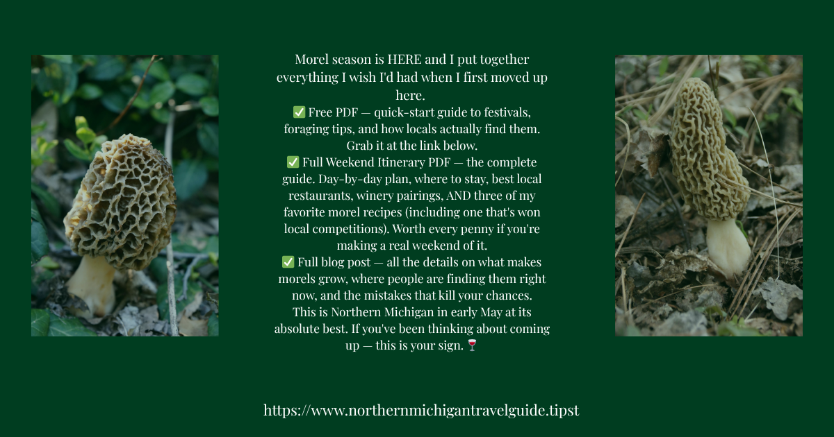 Northern Michigan Morel Mushroom (FREE) download