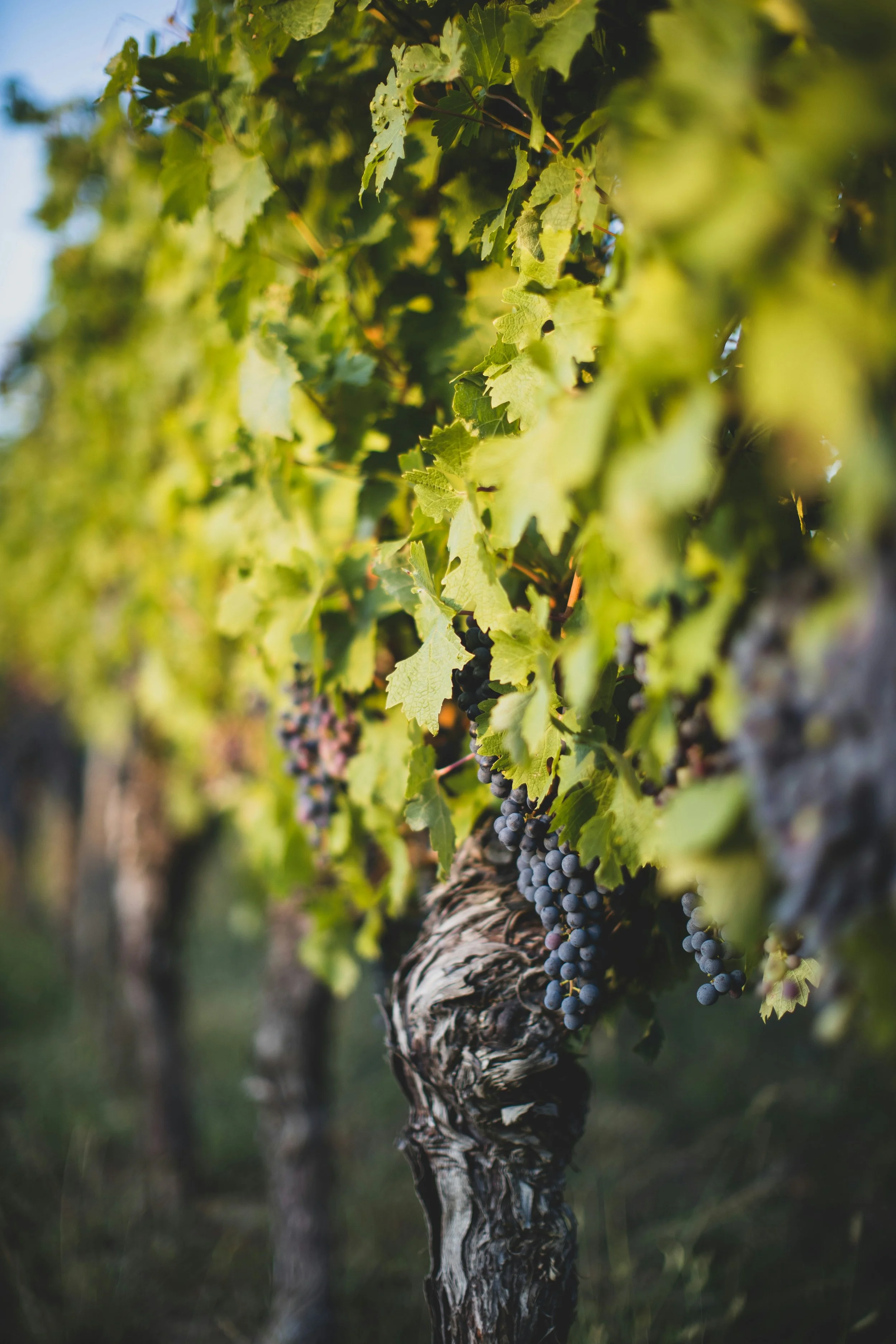 Tip of the Mitt Wine Route: Petoskey to Alanson