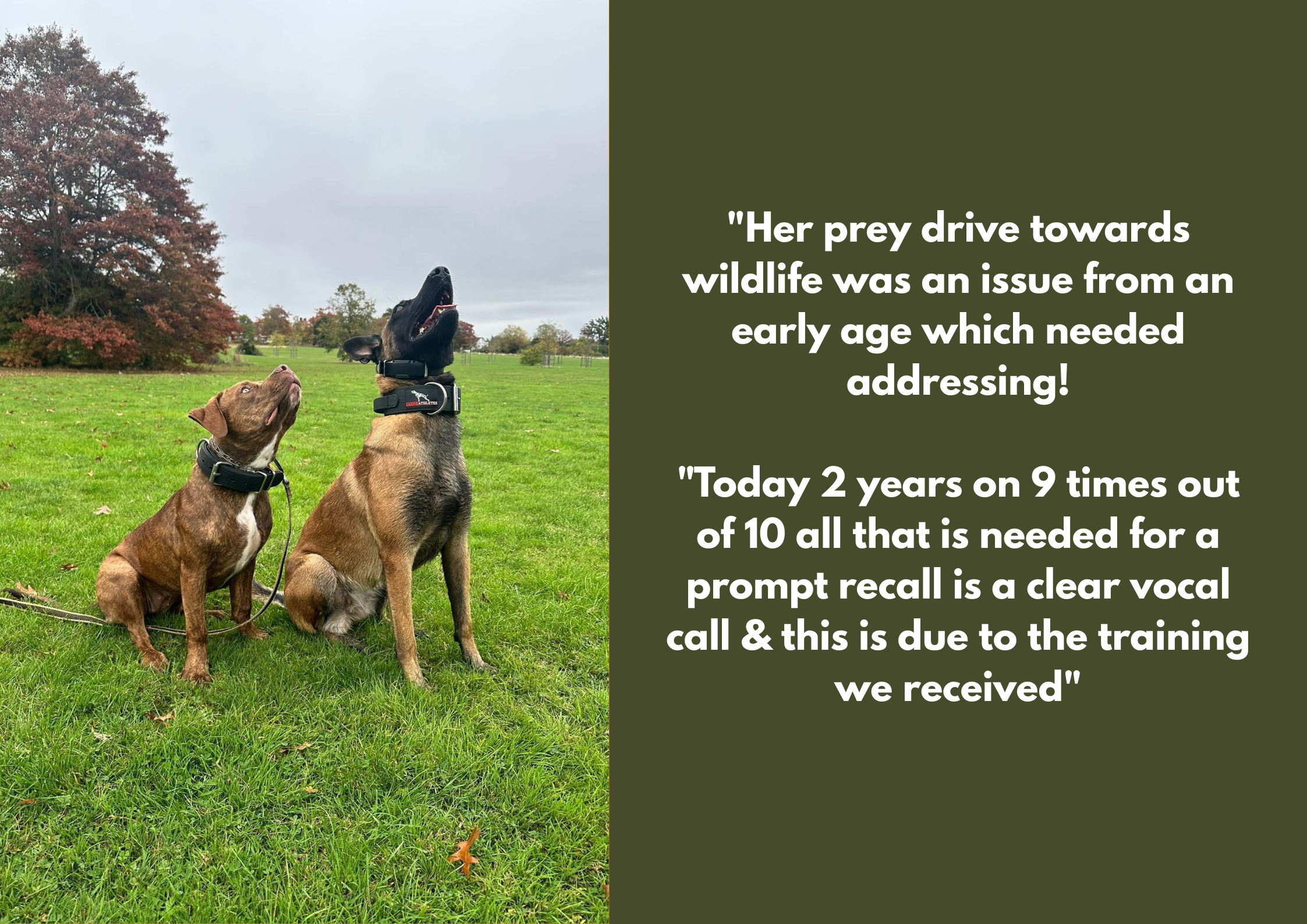 Two dogs, one on the left with a brindle coat and the one on the right with a black and tan coat, sitting on grass in a park during fall. The dog on the right is wearing a E-Collar and appear to be barking or howling.