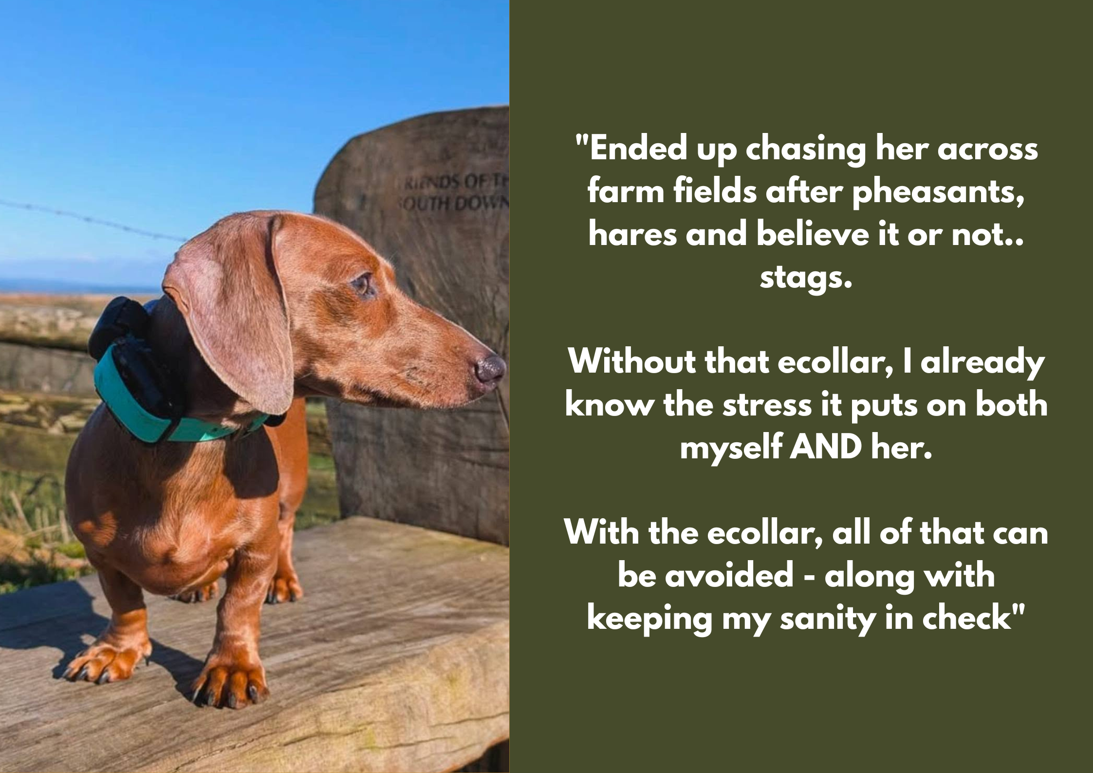 A dachshund wearing a teal collar standing on a wooden surface outdoors with a large rock in the background and a clear blue sky. Dachshund wearing a E-Collar recall trained and off lead obedience