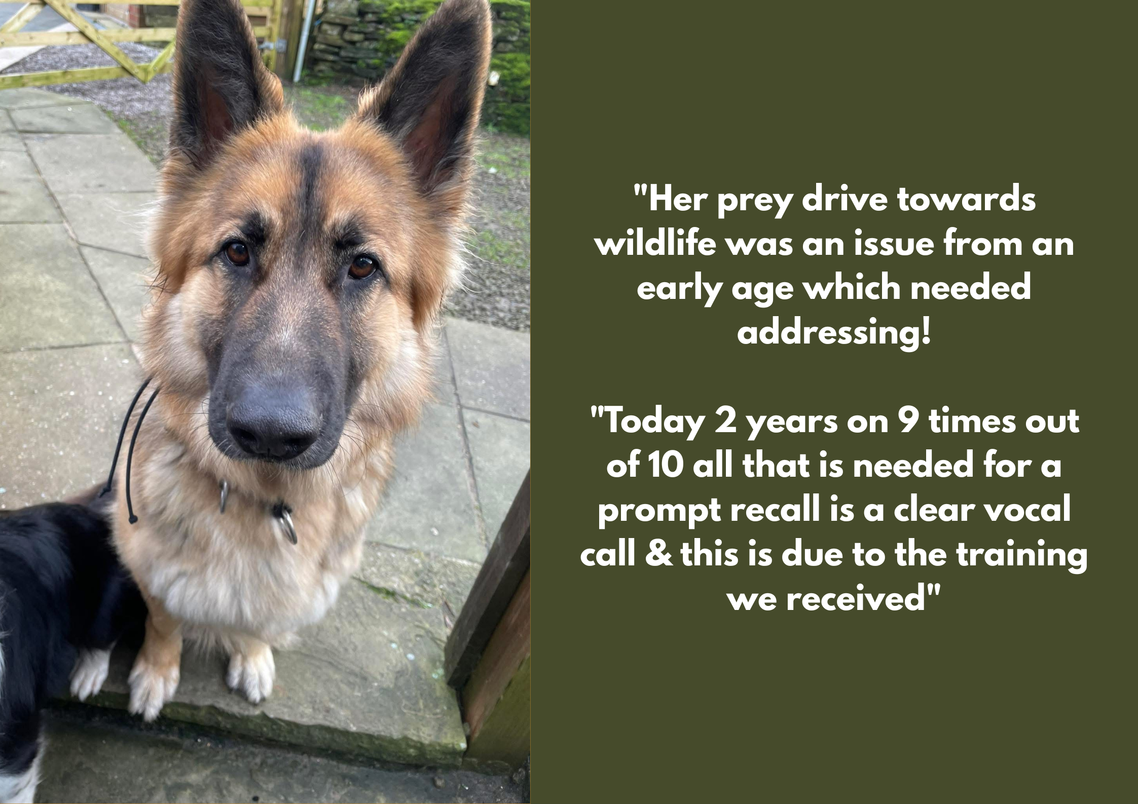 A German Shepherd dog with a tan and black coat looking at the camera, standing outdoors on a tiled walkway with a wooden fence and greenery in the background. Part of another dog is visible at the bottom left corner. E-collar trained.
