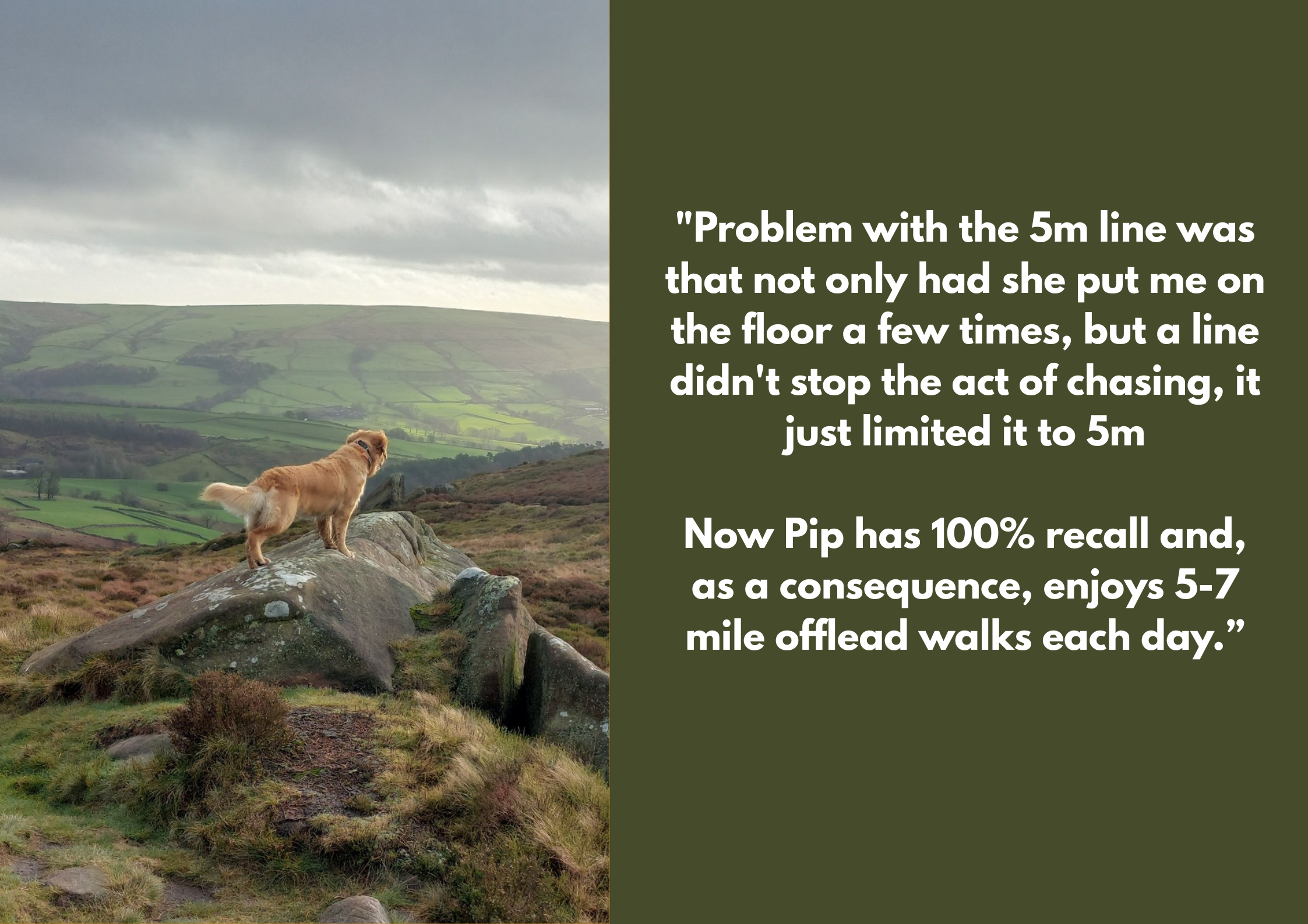A dog standing on a large rock in a hilly landscape with green fields and overcast sky, with supported text about recall training and outdoor walks.