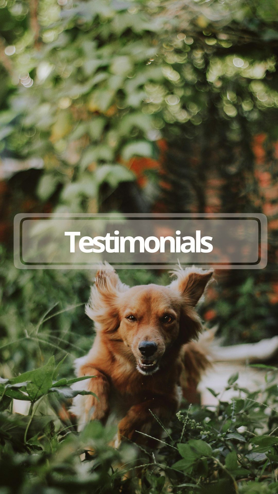 A happy dog running through a green garden with bushes and trees in the background, with the word 'Testimonials' overlayed. E-Collar Recall.