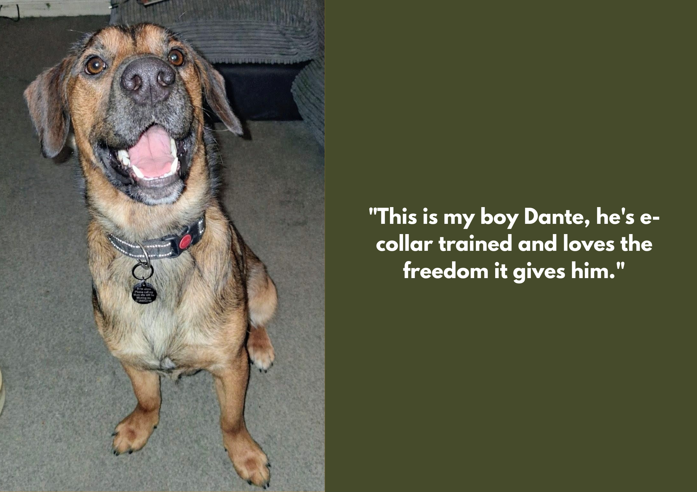 A happy, brown and black dog with a collar, sitting on a carpeted floor, looking up with an open mouth.