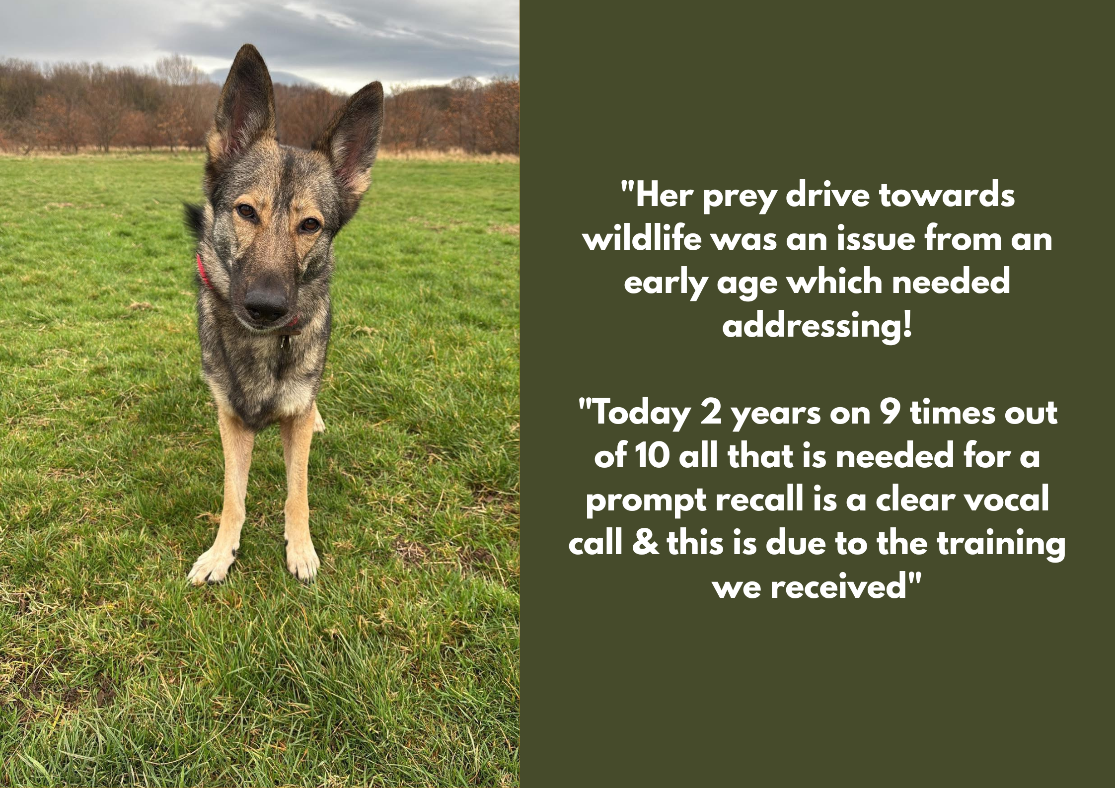 A dog standing on a grassy field with hills and trees in the background, accompanied by a green background with white text