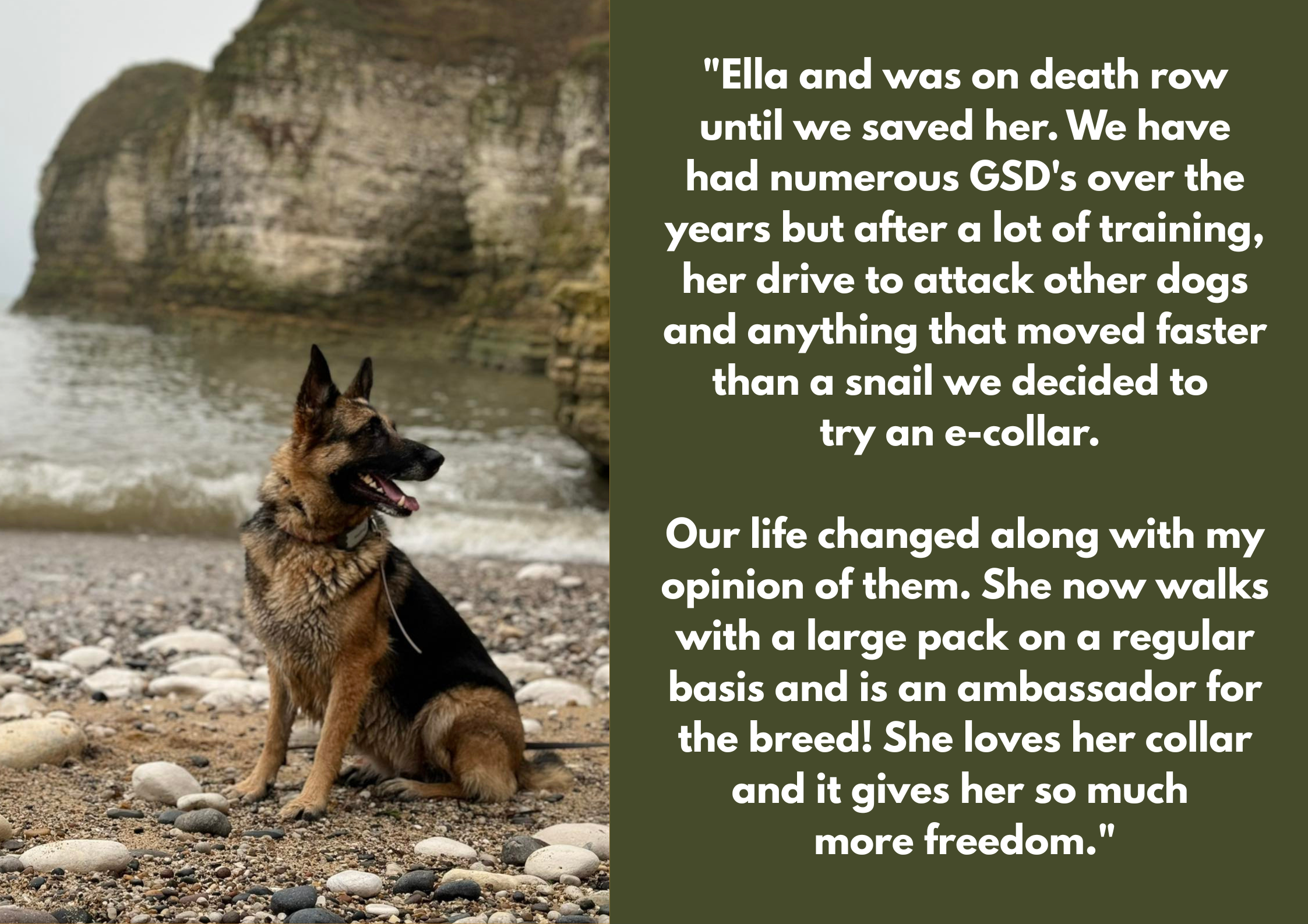 A German Shepherd dog sitting on a rocky beach with ocean waves and large cliffs in the background, accompanied by a quote about the dog's experience with a special collar.