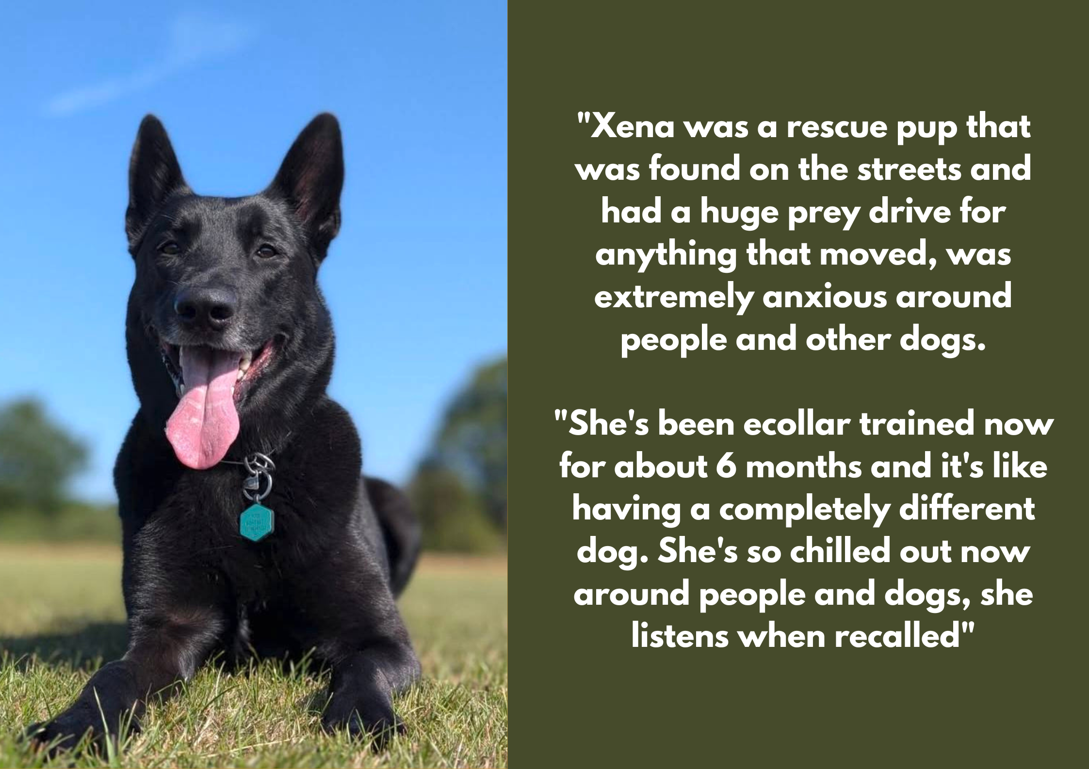 A black puppy with its tongue out, sitting on grass outdoors with a clear blue sky, and a quote about the puppy's rescue and training on a dark green background.