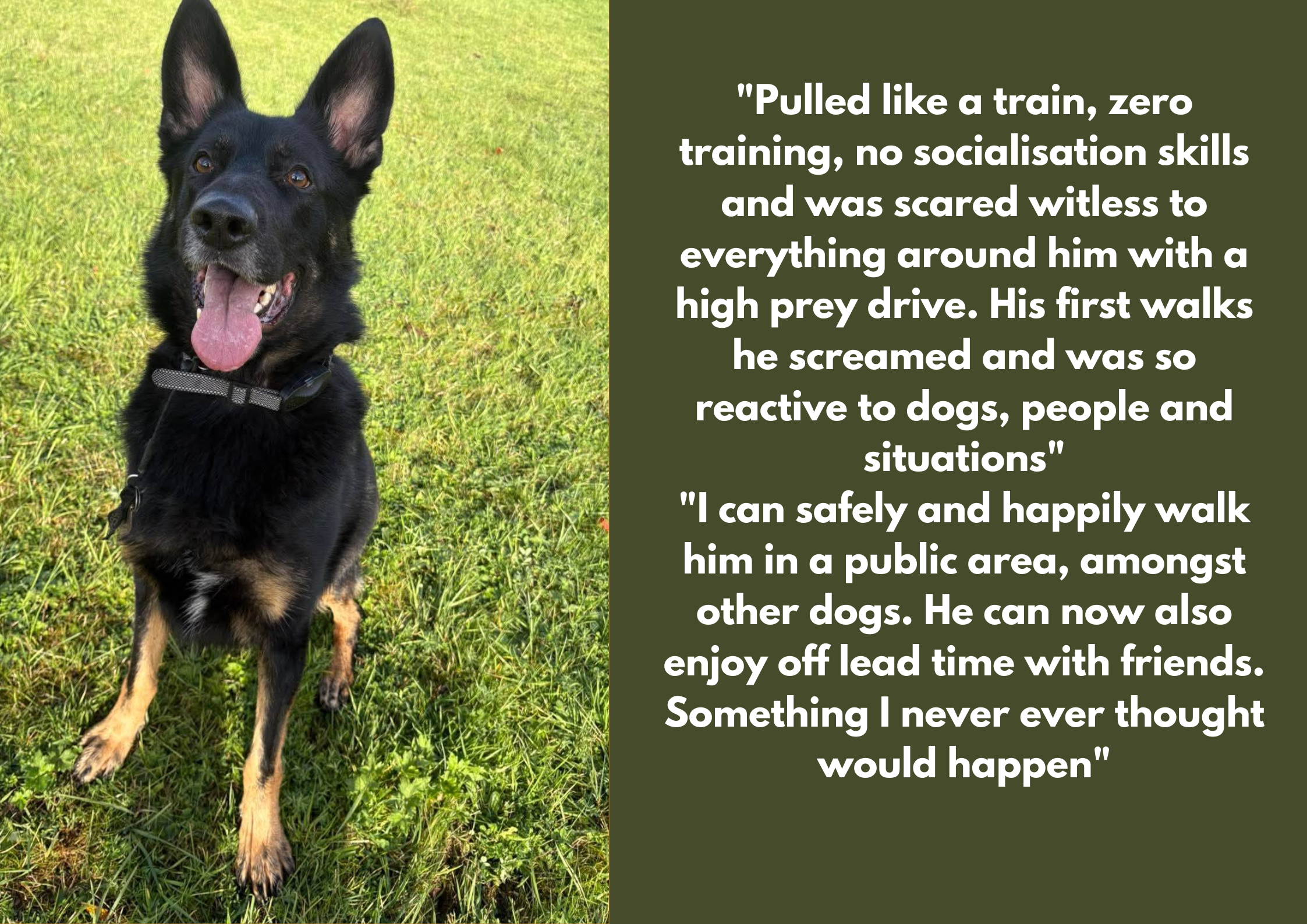 A black and tan dog with large ears, standing on green grass in an outdoor setting, wearing a grey collar, with its tongue out.