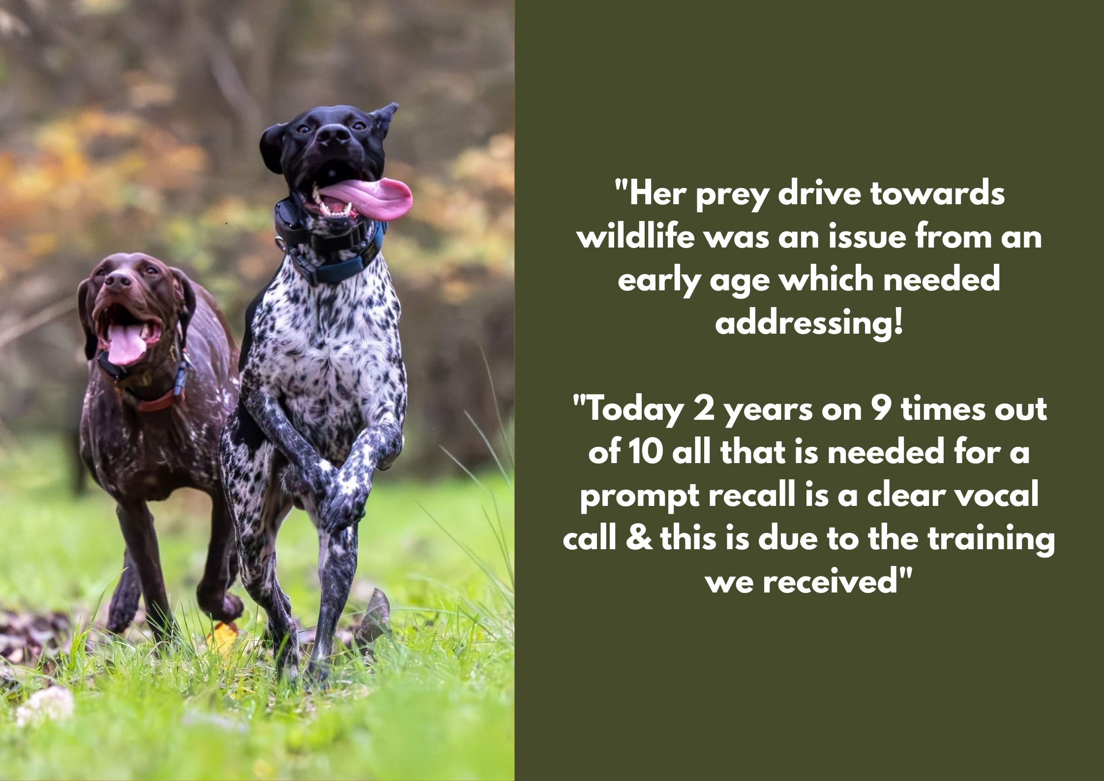 Two dogs running on grass in a park with trees in the background, one black and white with a pink tongue hanging out, the other brown with a pink tongue out as well. Overlaid with green text discussing their prey drive and training. E-Collar Training
