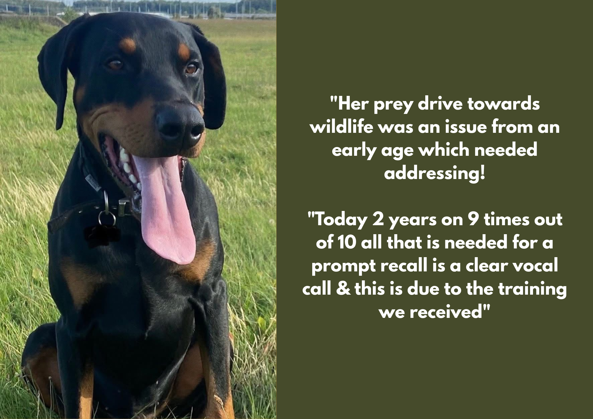 A happy black and tan Doberman dog sitting outdoors in a grassy field, with its tongue hanging out and smiling.