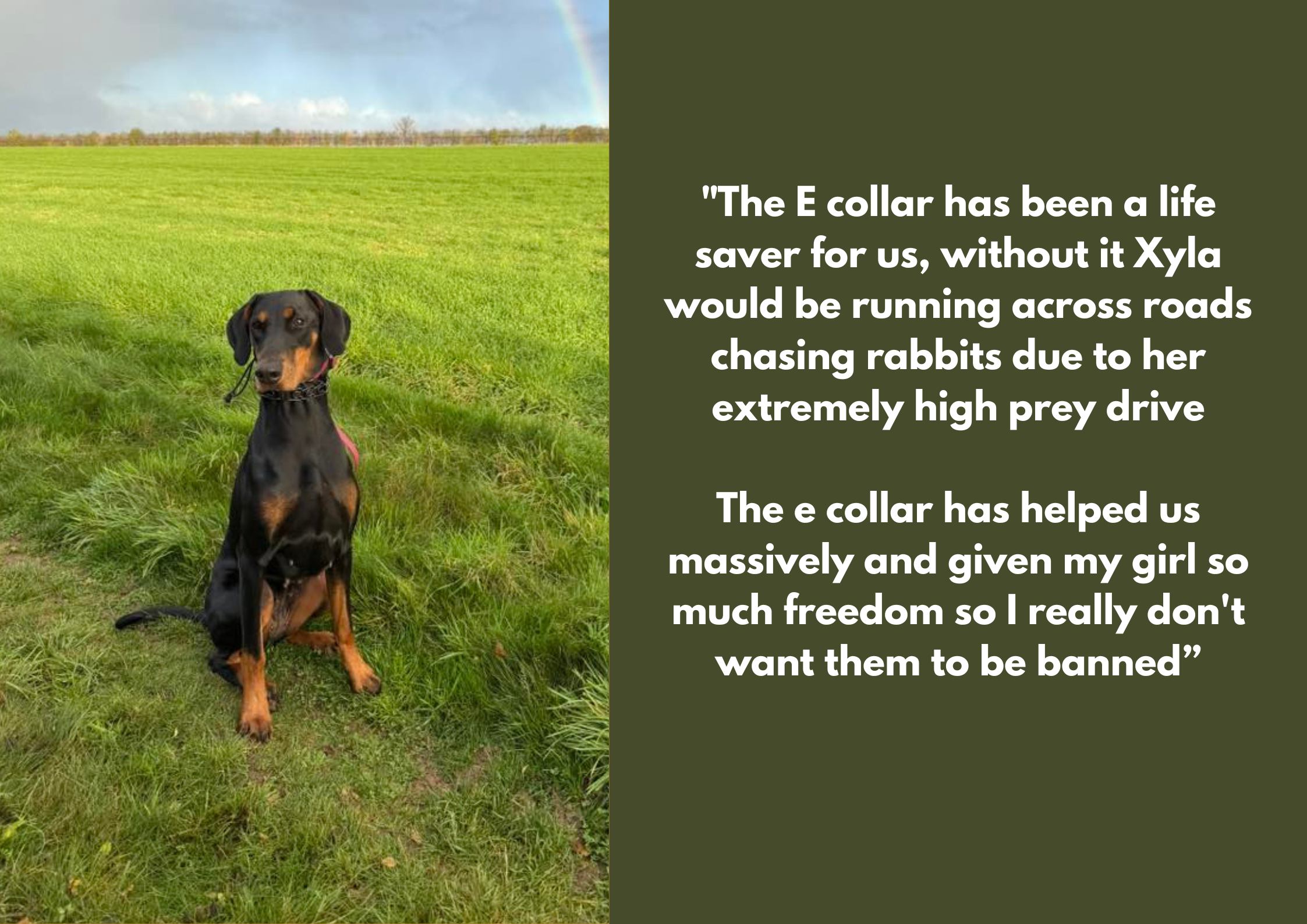 A Doberman dog sitting on grass in an open field with a rainbow in the cloudy sky background, wearing a black E-collar. Next to it is a quote about the E-collar's importance in controlling the dog and ensuring its freedom.