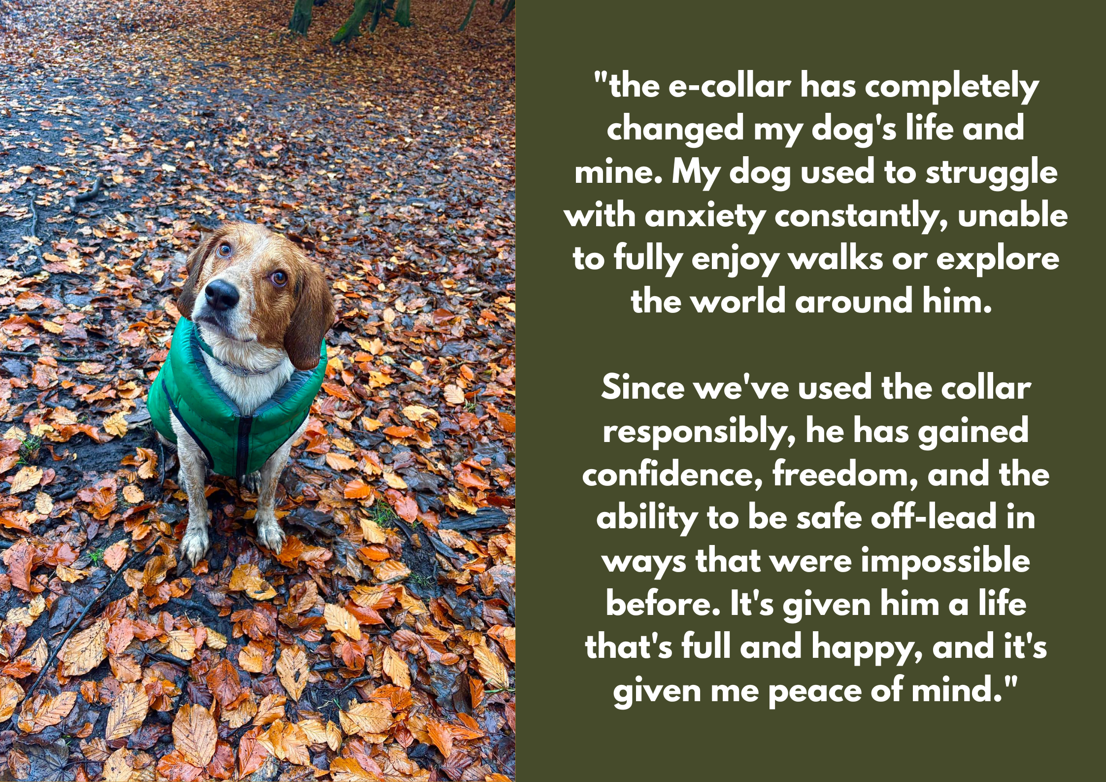 A dog wearing a green jacket sitting on fallen autumn leaves in a park or forest trail, looking up with a curious expression.