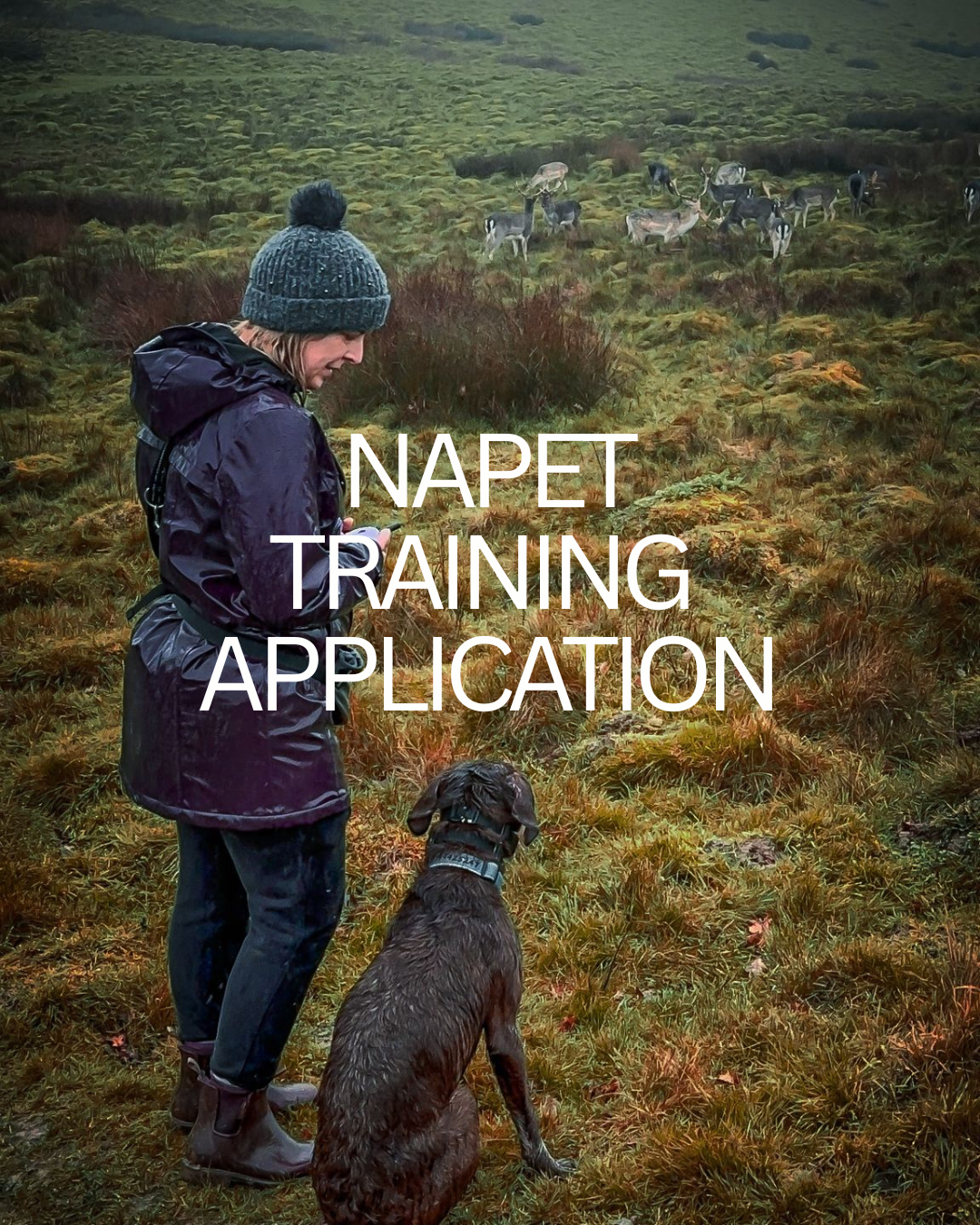 A balanced dog trainer specialising in E-Collars and a dog in a grassy outdoor setting with a herd of reindeer in the background, and overlaid text reading 'NAPET TRAINING APPLICATION.'