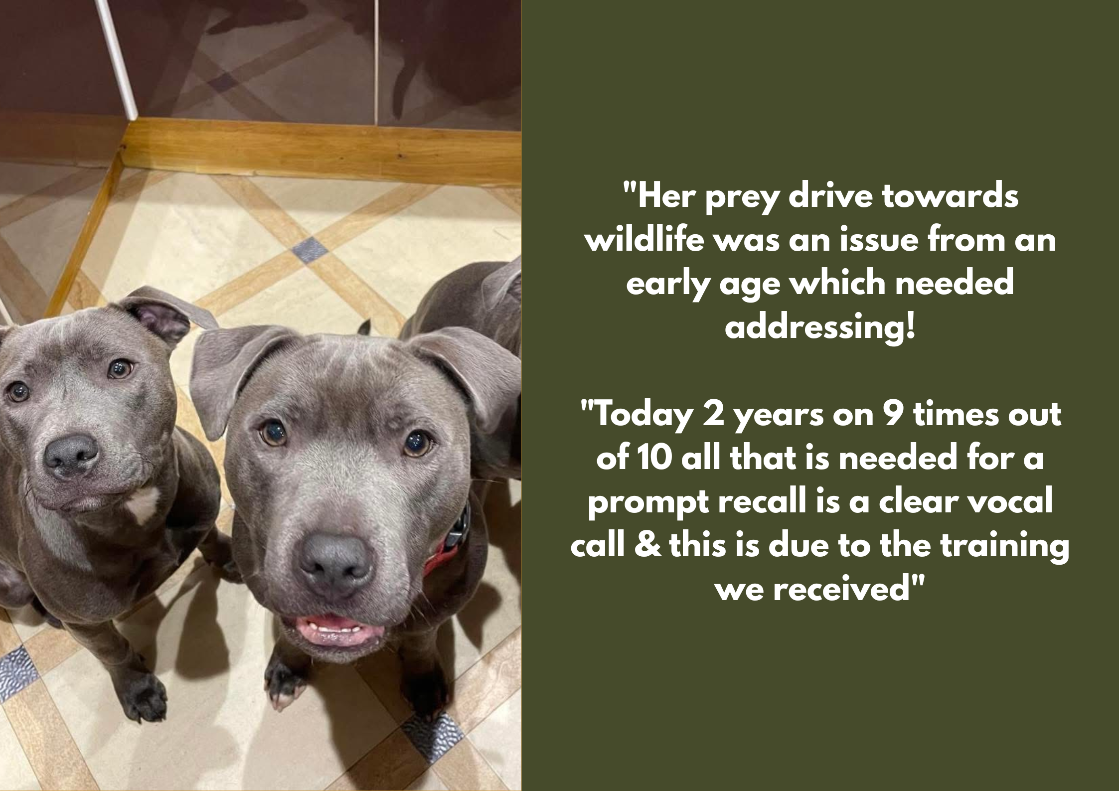 Two gray dogs look up at the camera indoors on a tiled floor, with a wooden table leg and border in the background. To the right, on a dark green background, is white text discussing a dog's prey drive and training results. Ecollar trained for recall