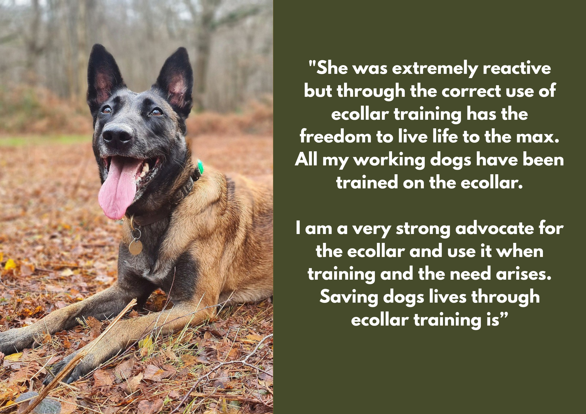 A happy Belgian Malinois dog sitting on ground covered with fallen leaves in a forest, with a quote about e-collar training on the right side of the image. Malinois trained on E-Collar trained. Livestock avoidance