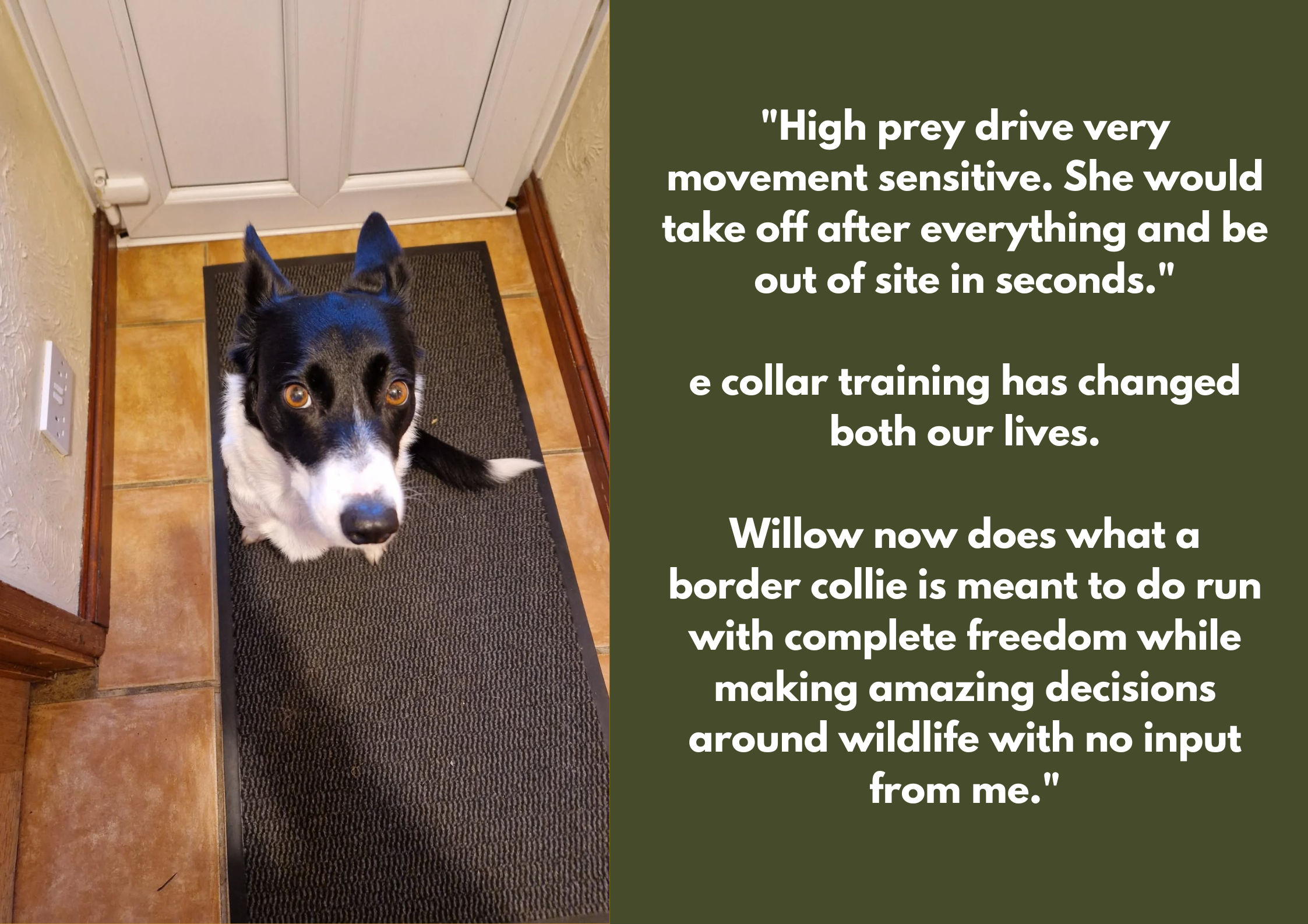 A black and white border collie sits on a black mat in a tiled entryway, looking up at the camera. To the right, there is a green background with white text that talks about the dog's training and behaviour. E-Collar trained, livestock avoidance.