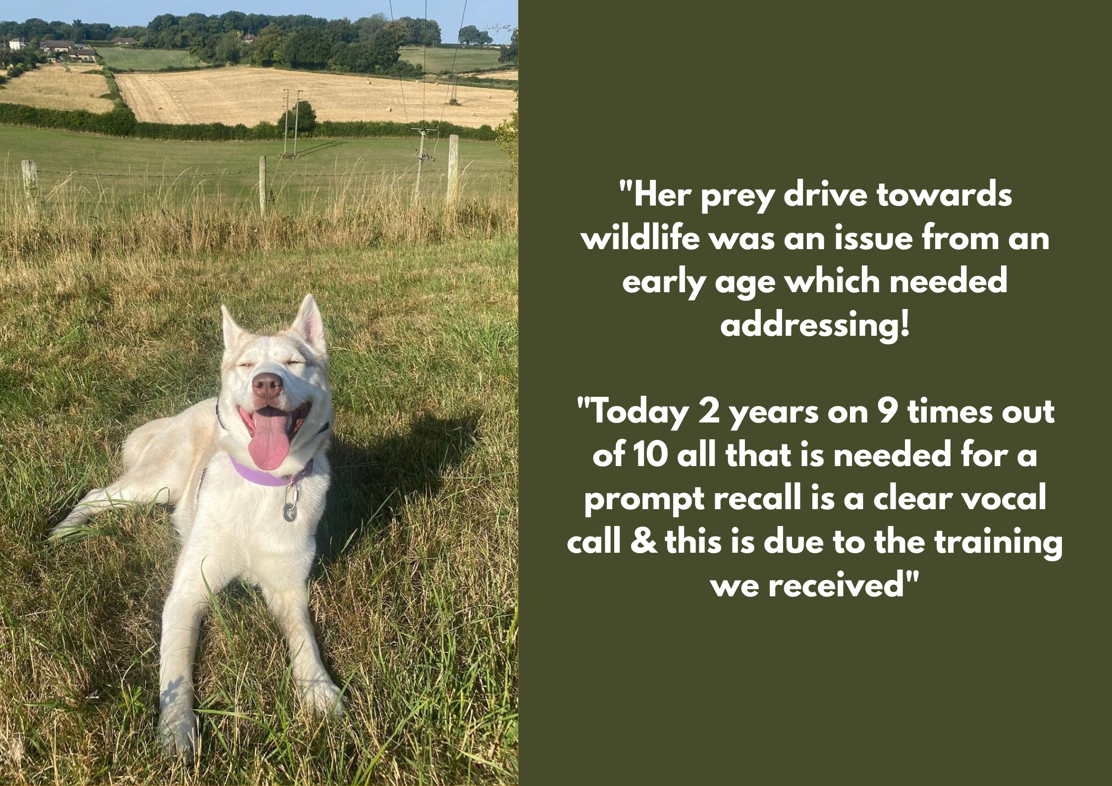 A happy, white dog with a purple collar lying on grass in a rural field with hills and power lines in the background. Next to the dog, there is a dark green background with white text about wildlife training.