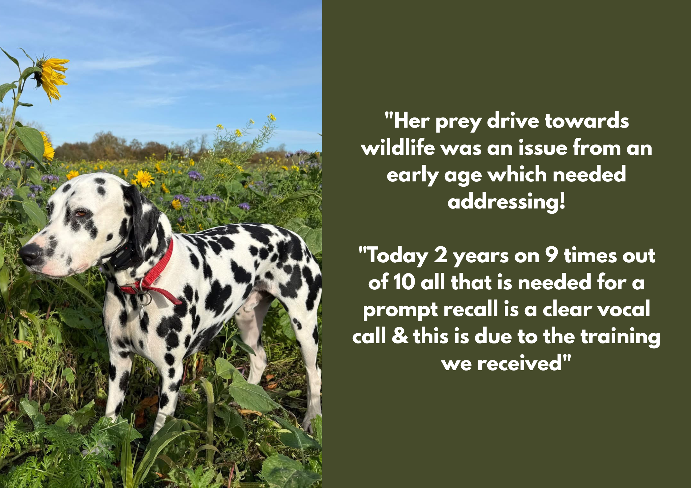 Dalmatian dog standing in a meadow with yellow and purple flowers under a blue sky, accompanied by a dark green speech bubble with white text about wildlife prey drive and vocal recall training using a electric collar.