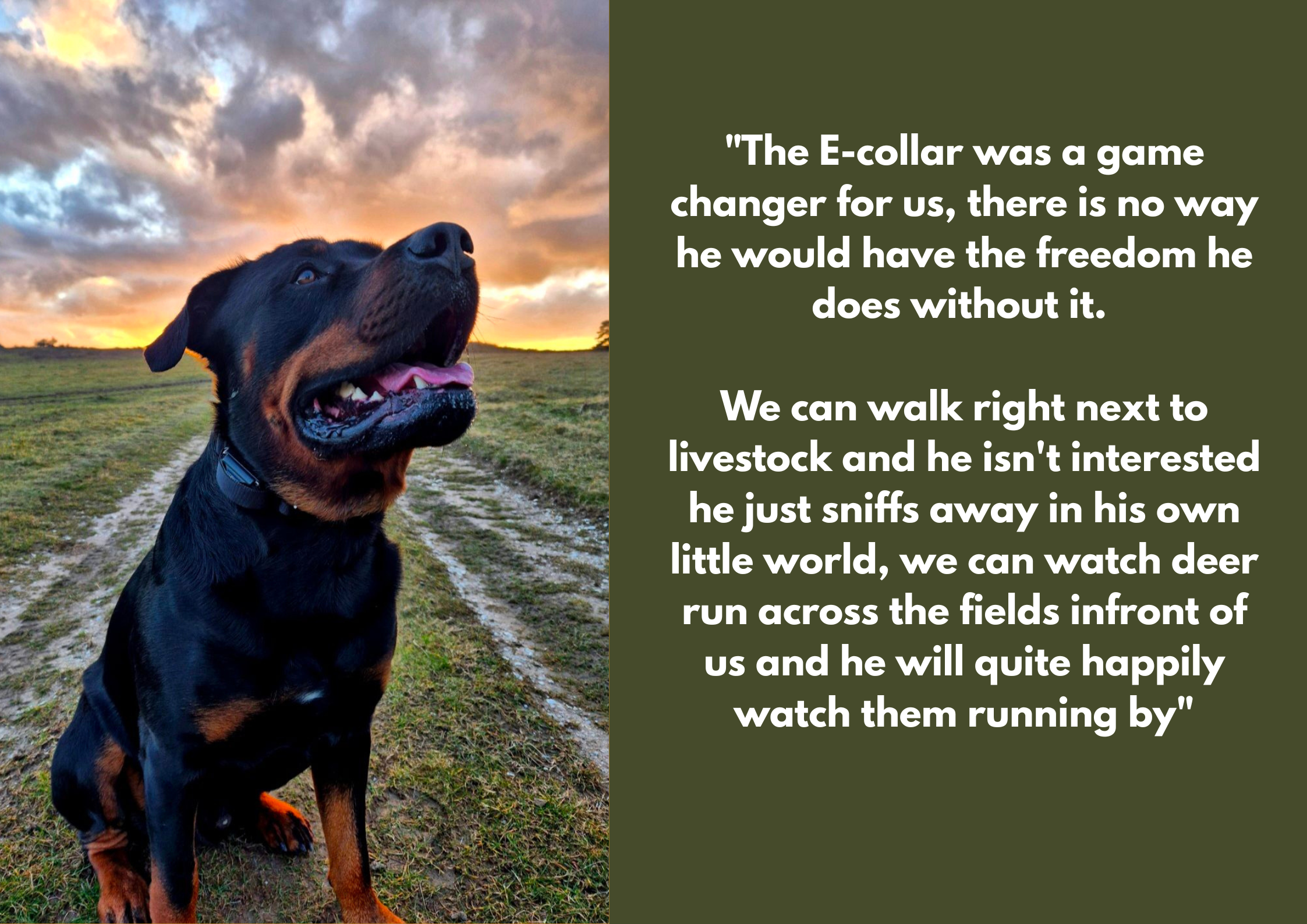 A Rottweiler dog sitting outdoors on a grassy path during sunset, with a quote about dogs and livestock on the right side of the image.