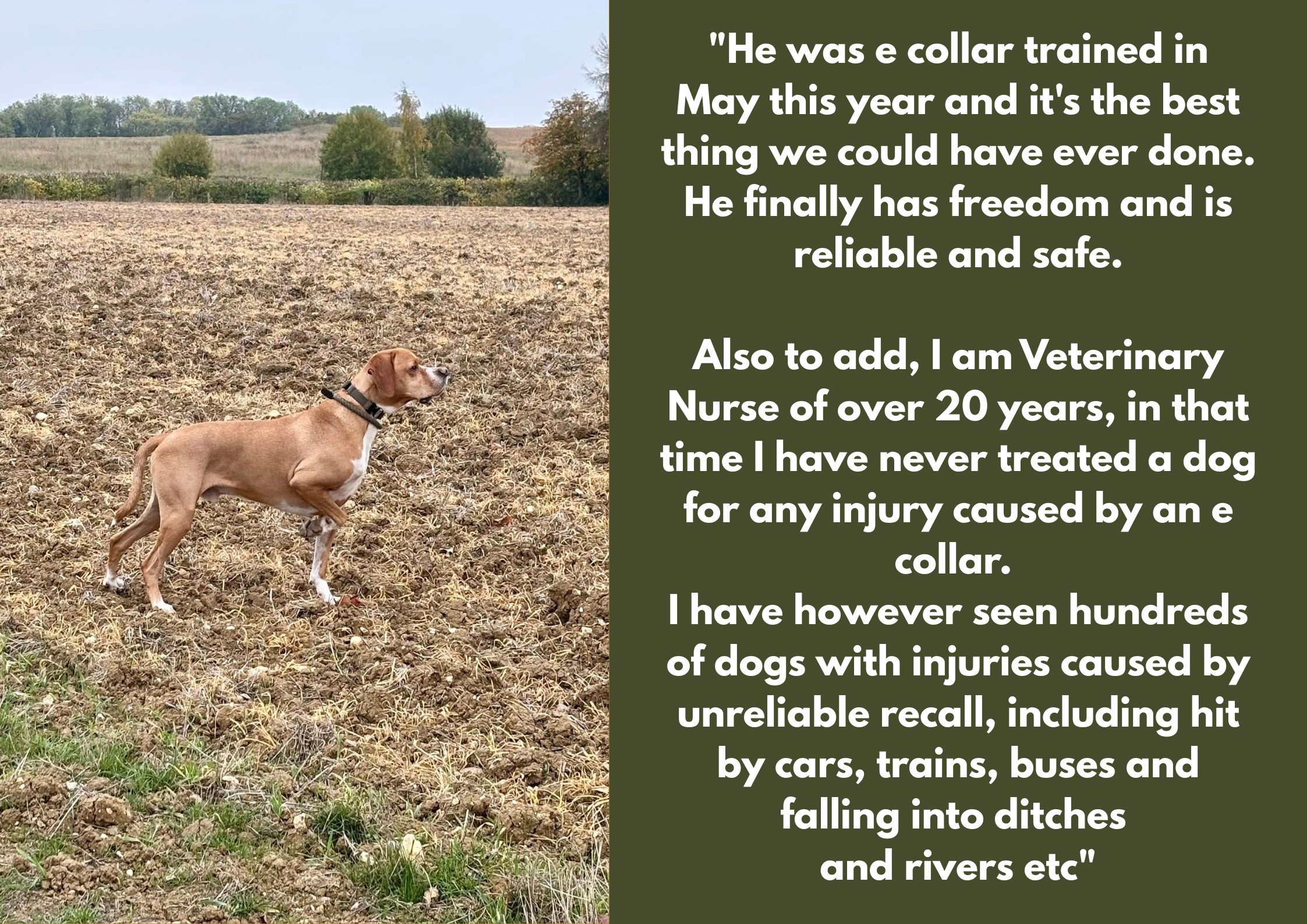 A brown dog with a white chest and paws, wearing a black collar, standing on a barren field with trees in the background.
