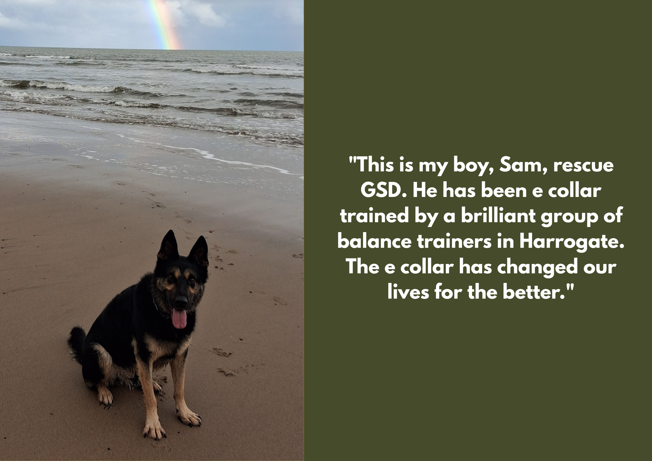 A black and tan Australian Kelpie dog sitting on a sandy beach with ocean waves and a rainbow in the cloudy sky in the background.