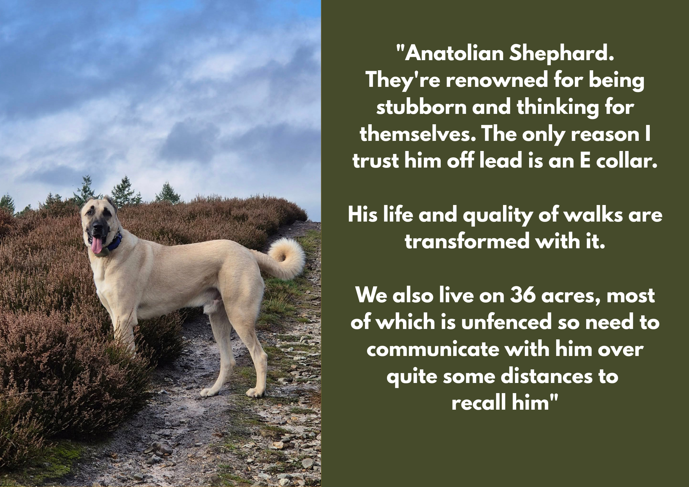 A large, light-colored dog standing on a narrow, rocky trail in a hilly, moorland landscape with purple heather and a cloudy sky in the background.