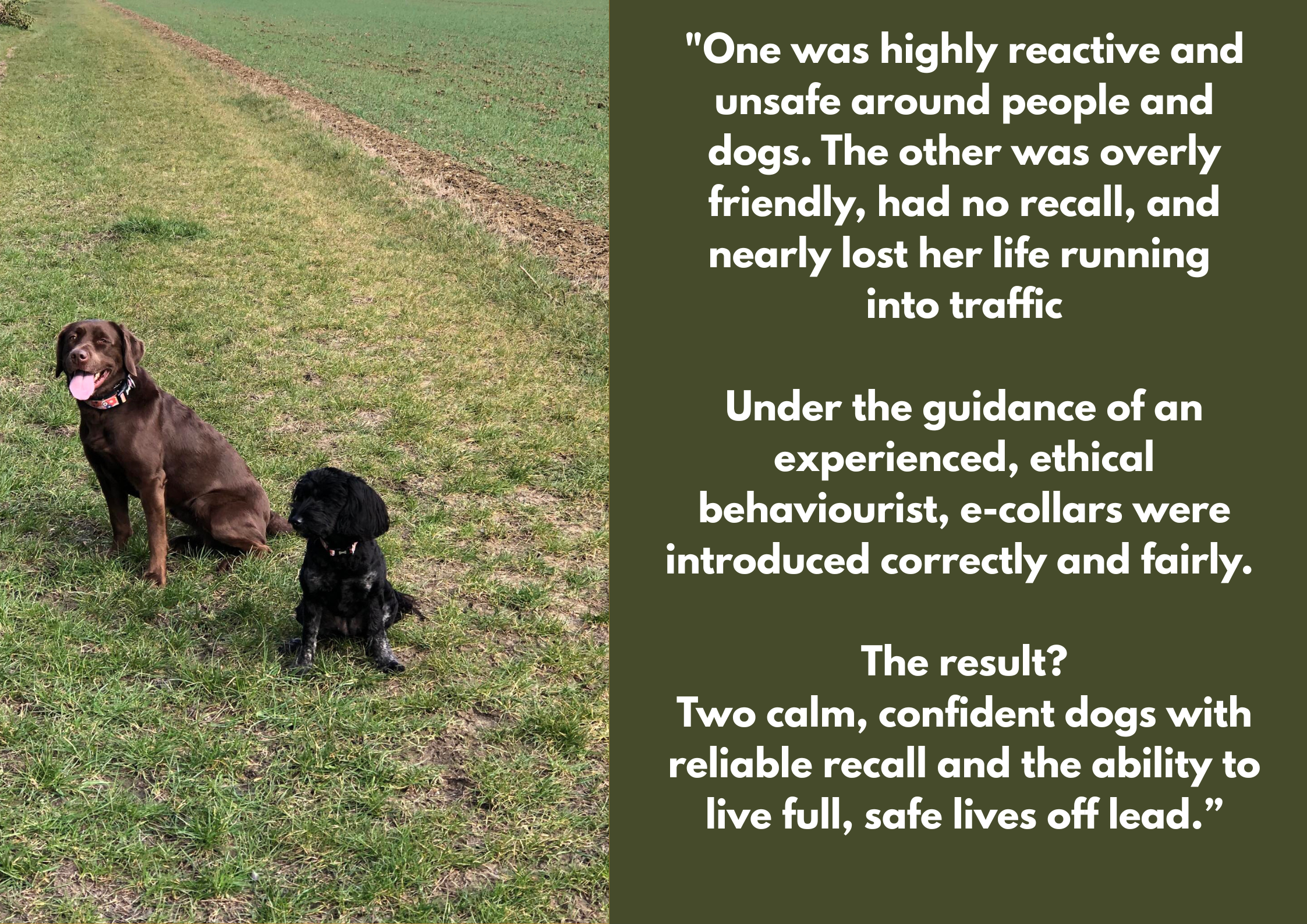 Two dogs, a brown Labrador and a smaller black dog, sitting on grass in an open field with a dirt path and green fields in the background. The brown dog is sitting with its tongue out, and the black dog is sitting with a relaxed posture.