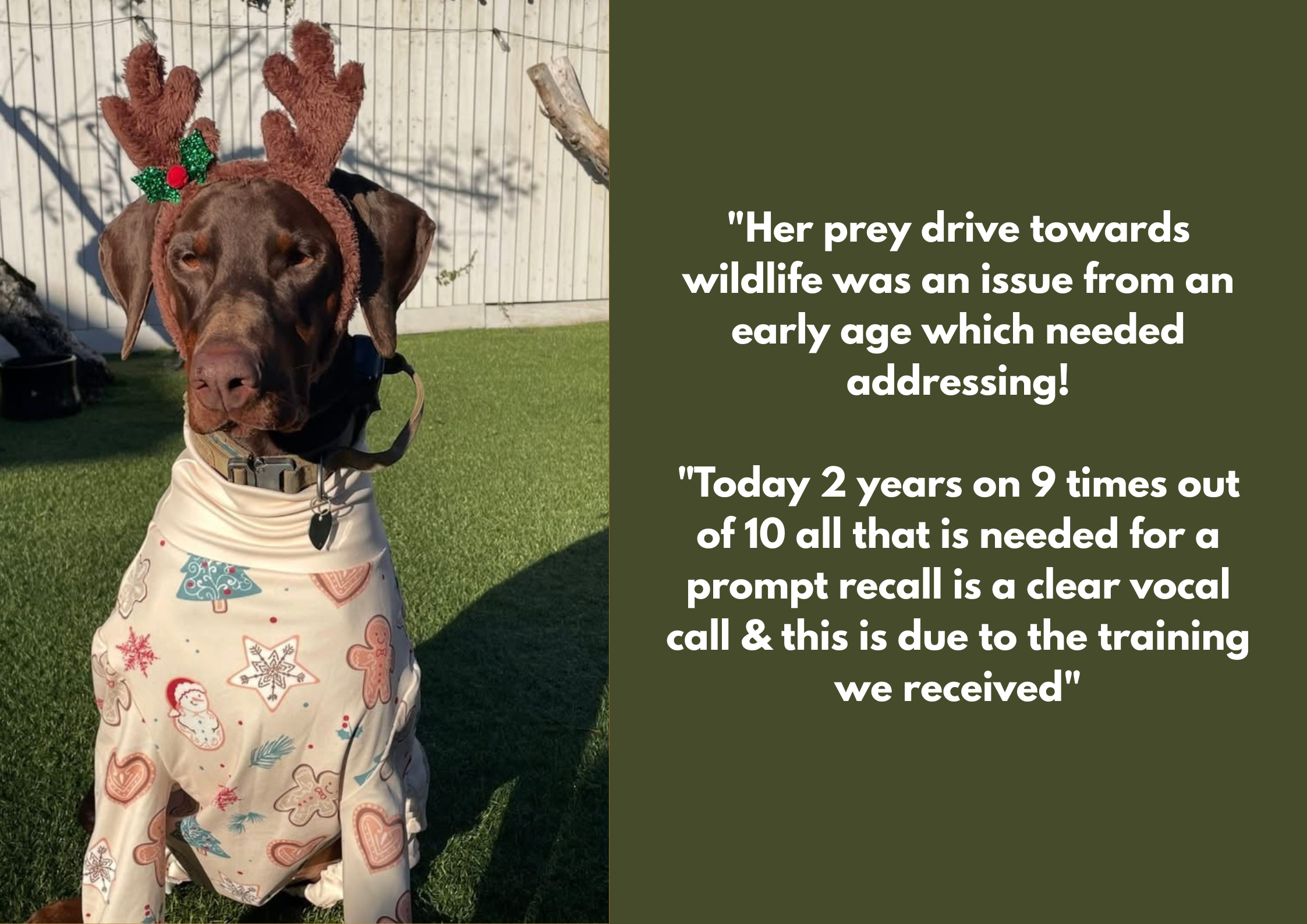 A brown dog wearing Christmas reindeer antlers and a holiday-themed cape, sitting on green grass in a backyard with a fence and some trees in the background.